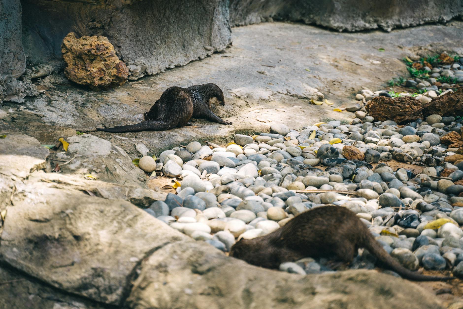 A pair of otters exploring a rocky area outdoors, showcasing natural wildlife behavior.