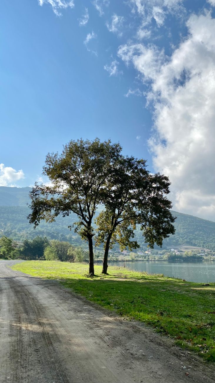 A peaceful scene of two trees by a lake with mountains in the backdrop under a summer sky.