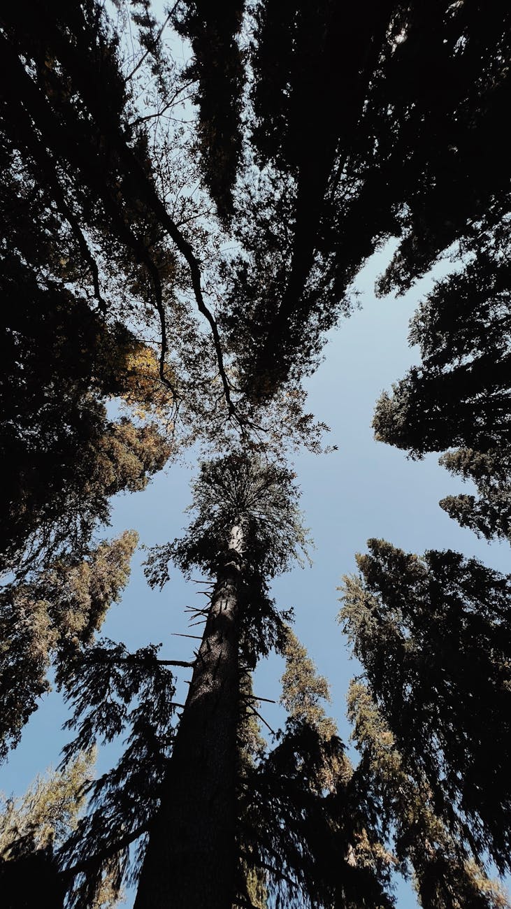 Perspective shot looking up through tall forest trees against a clear sky.