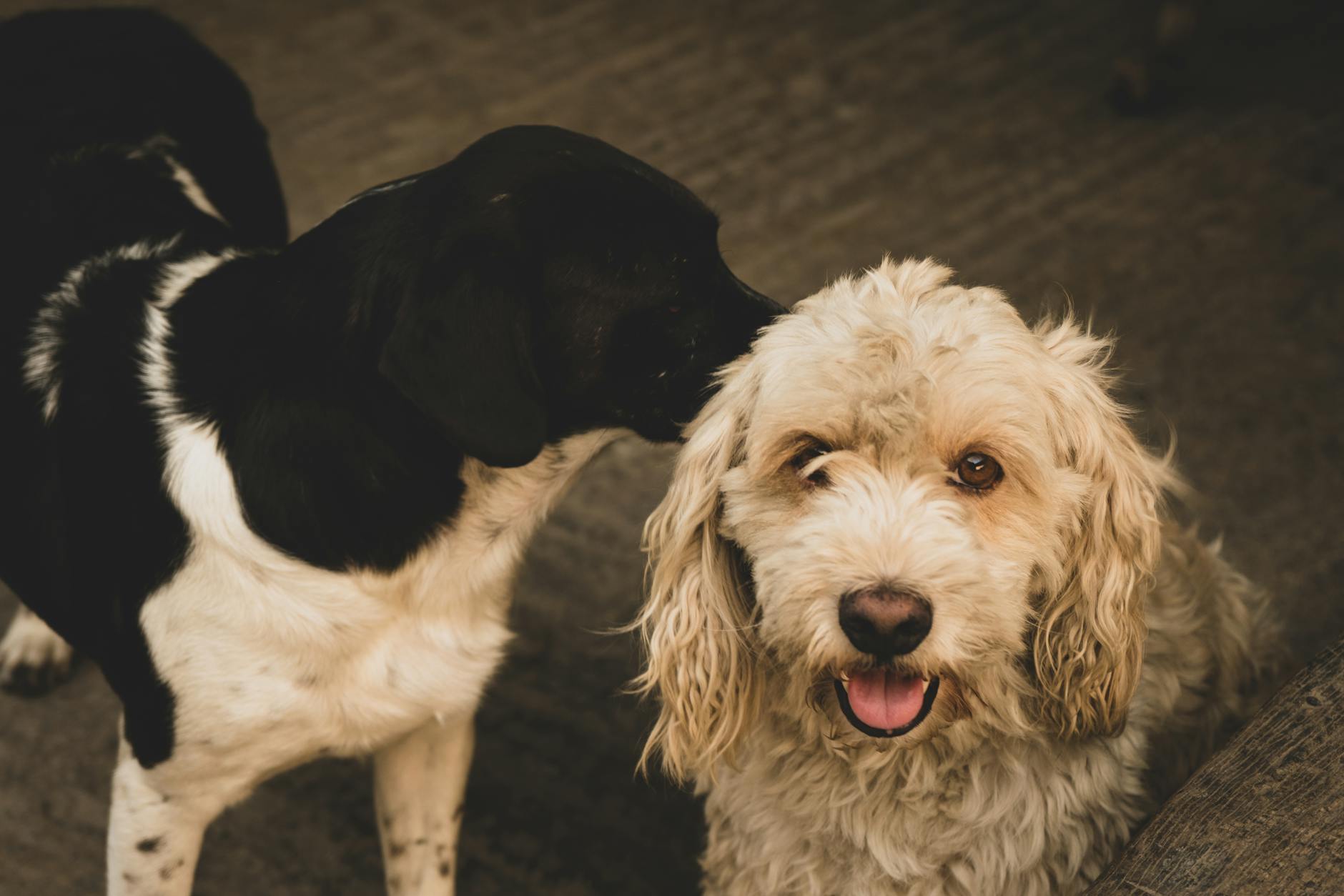 Two friendly dogs playfully interacting indoors with a warm atmosphere.