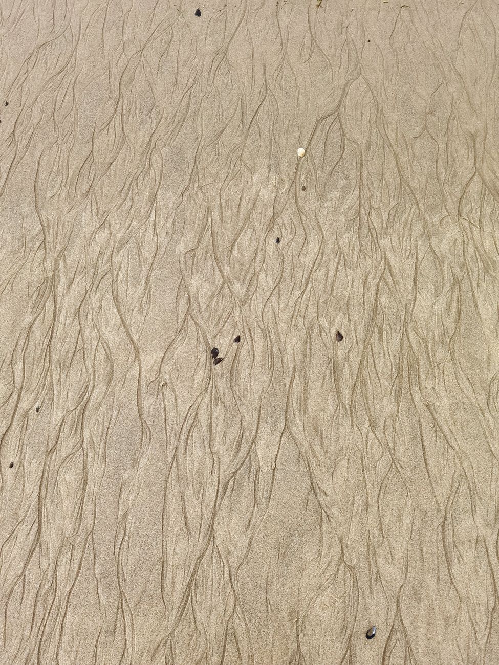 Close-up of textured sand patterns with small shells on Aveiro Beach, Portugal.