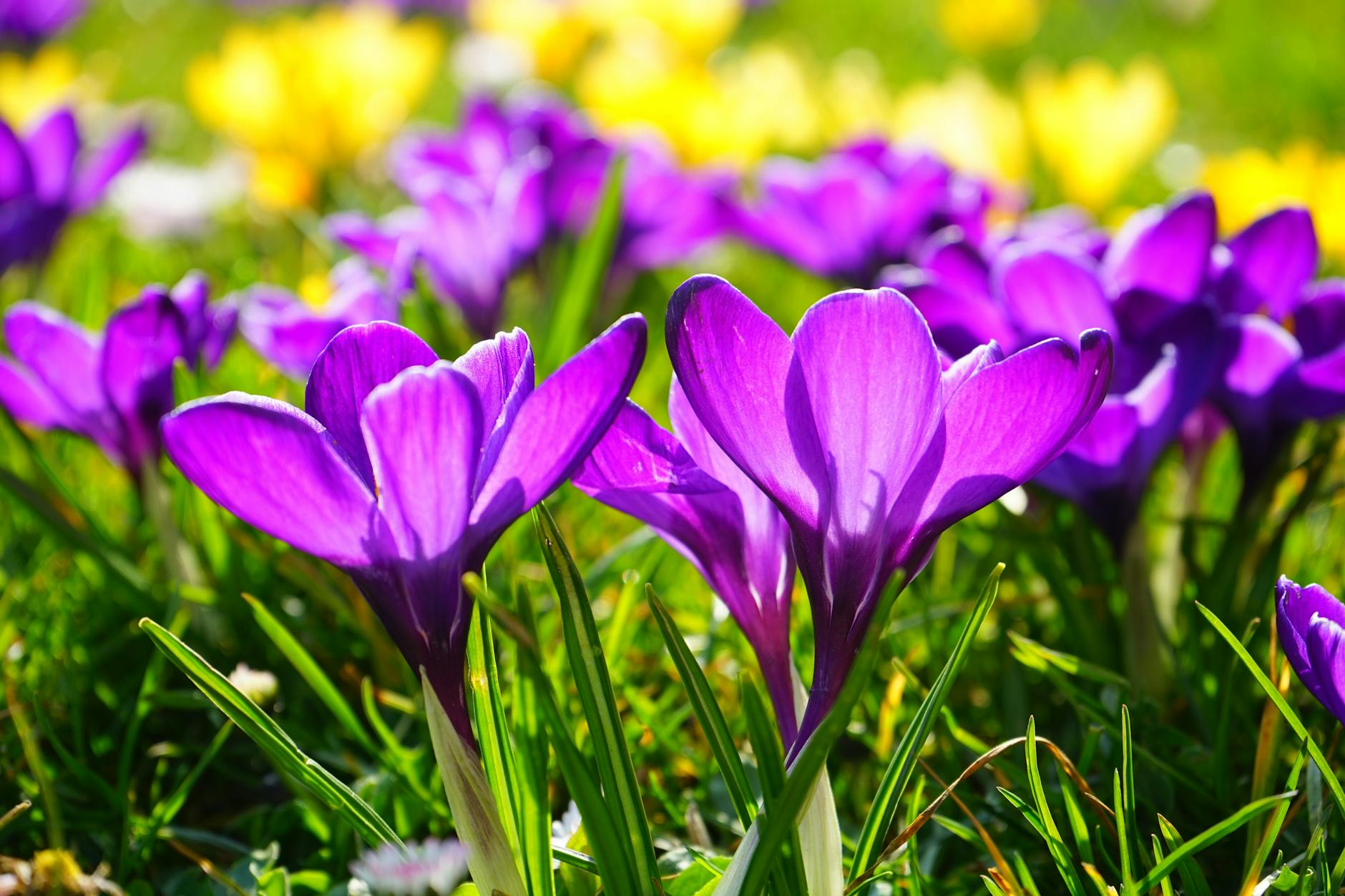Bright purple crocus flowers blooming in a sunny spring garden, captured close-up.