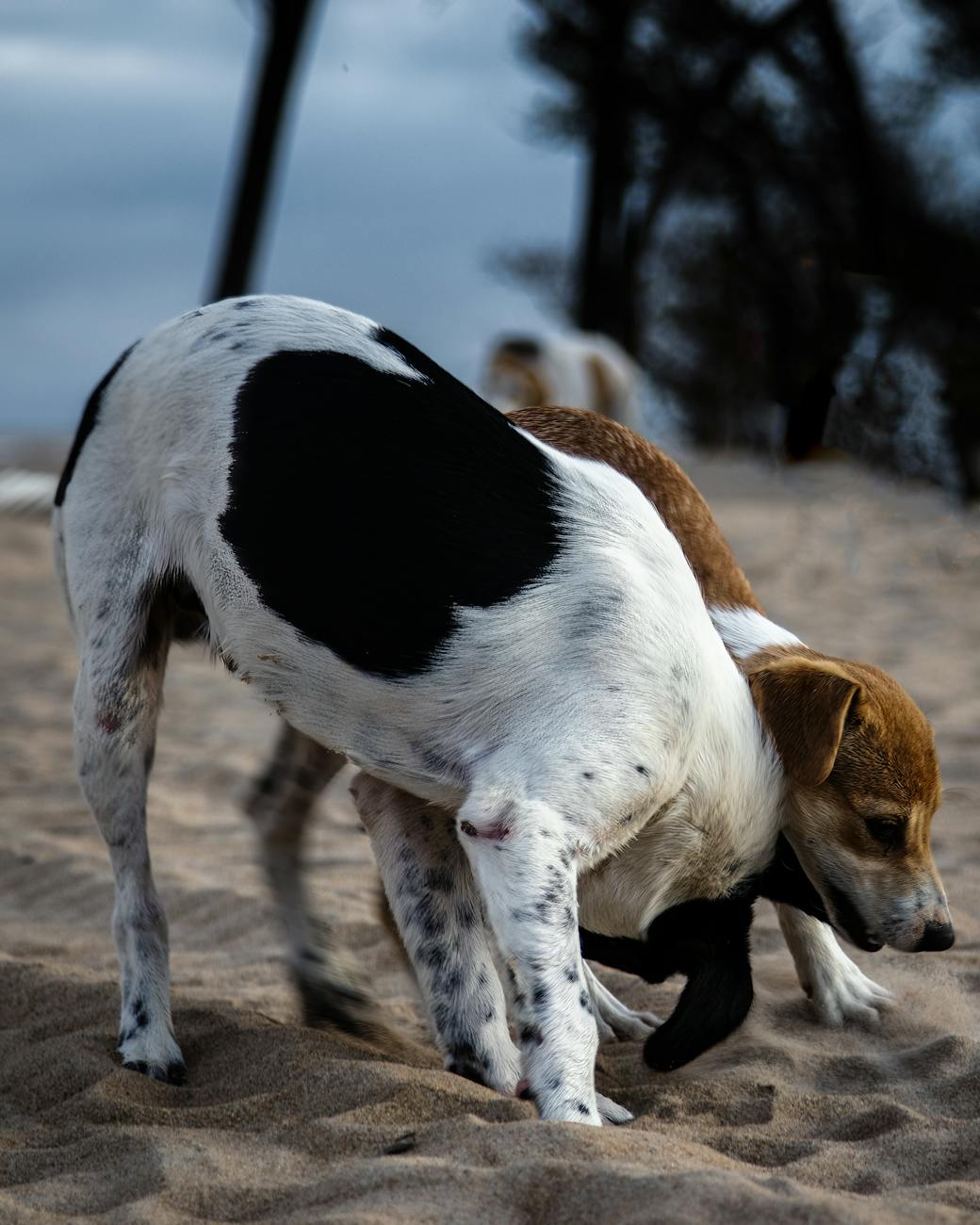 Two dogs playfully engaging on a sandy beach, capturing a candid moment in nature.