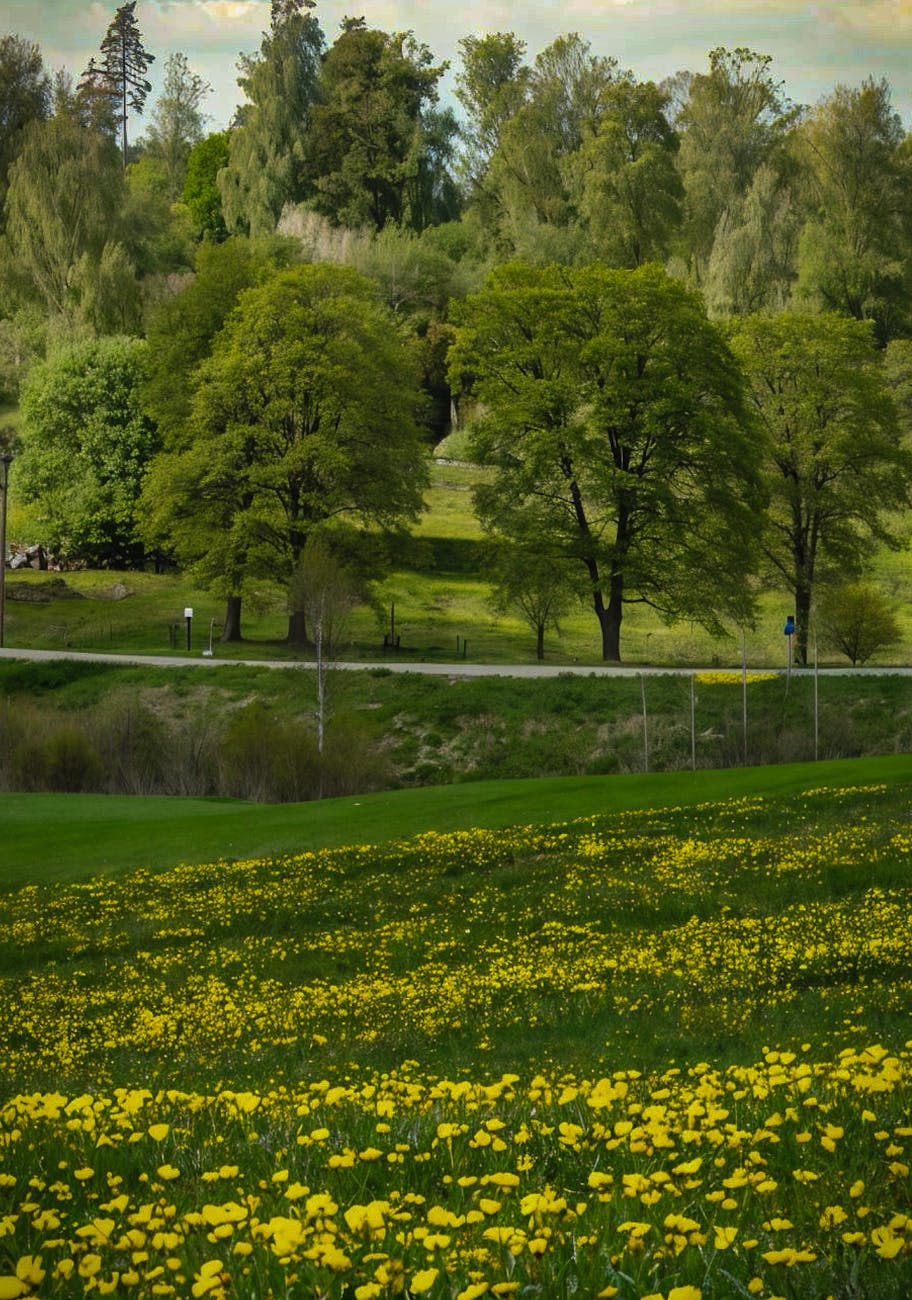 A tranquil scene of lush greenery and blooming dandelions in a spring meadow.
