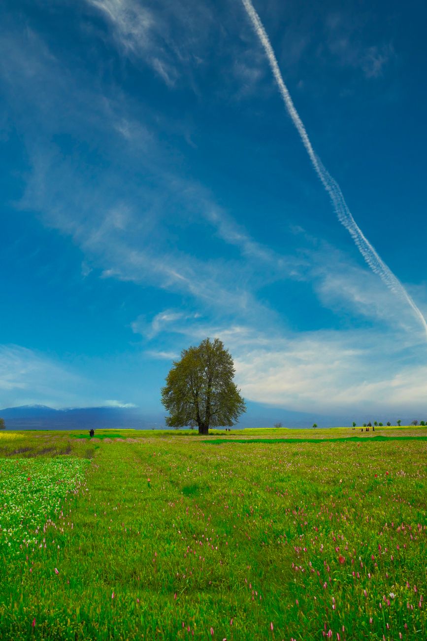 Idyllic meadow scene featuring a single tree under a vast blue sky with cloud trails, evoking tranquility.