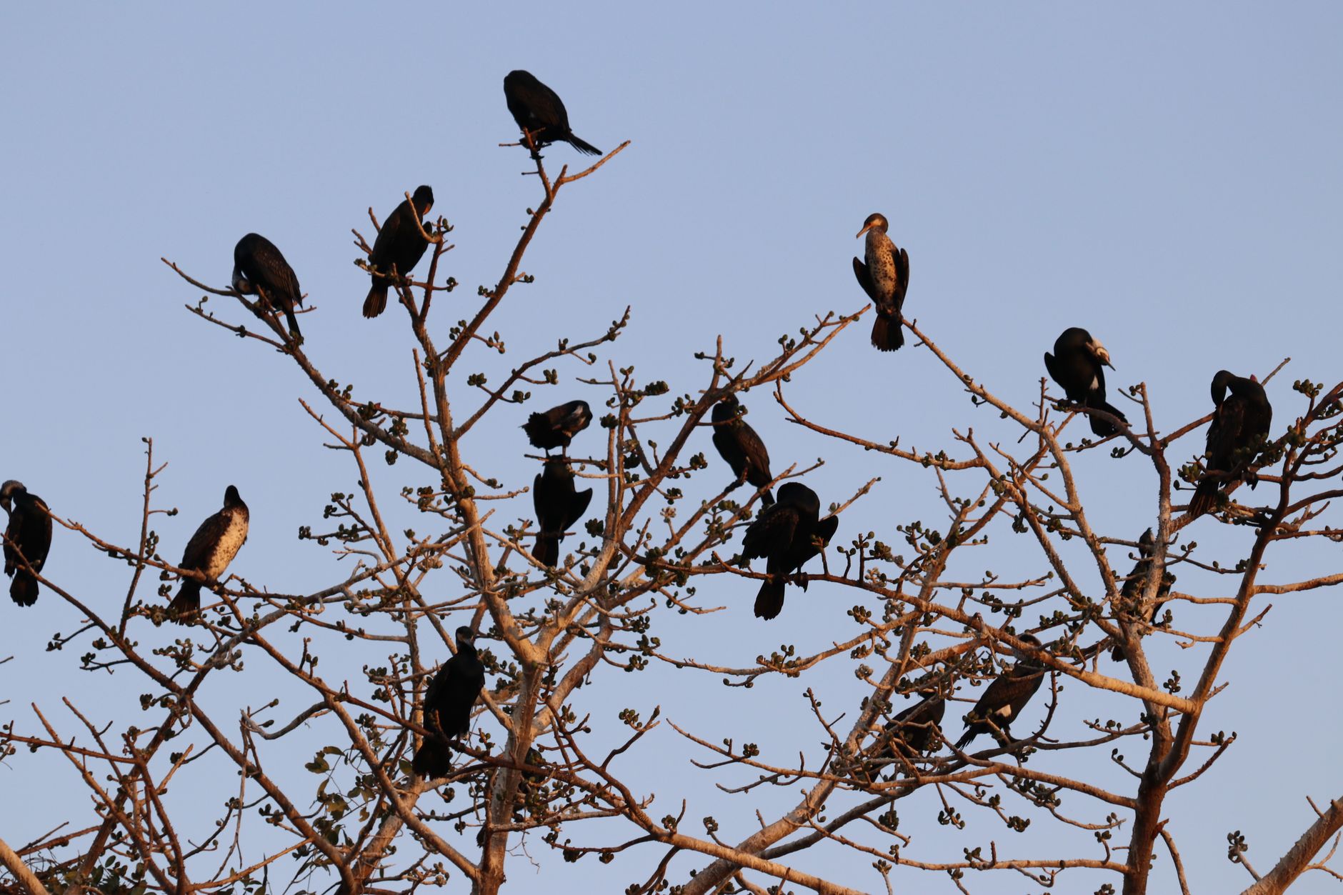 A group of cormorants resting on tree branches against a clear sky, showcasing avian behavior.