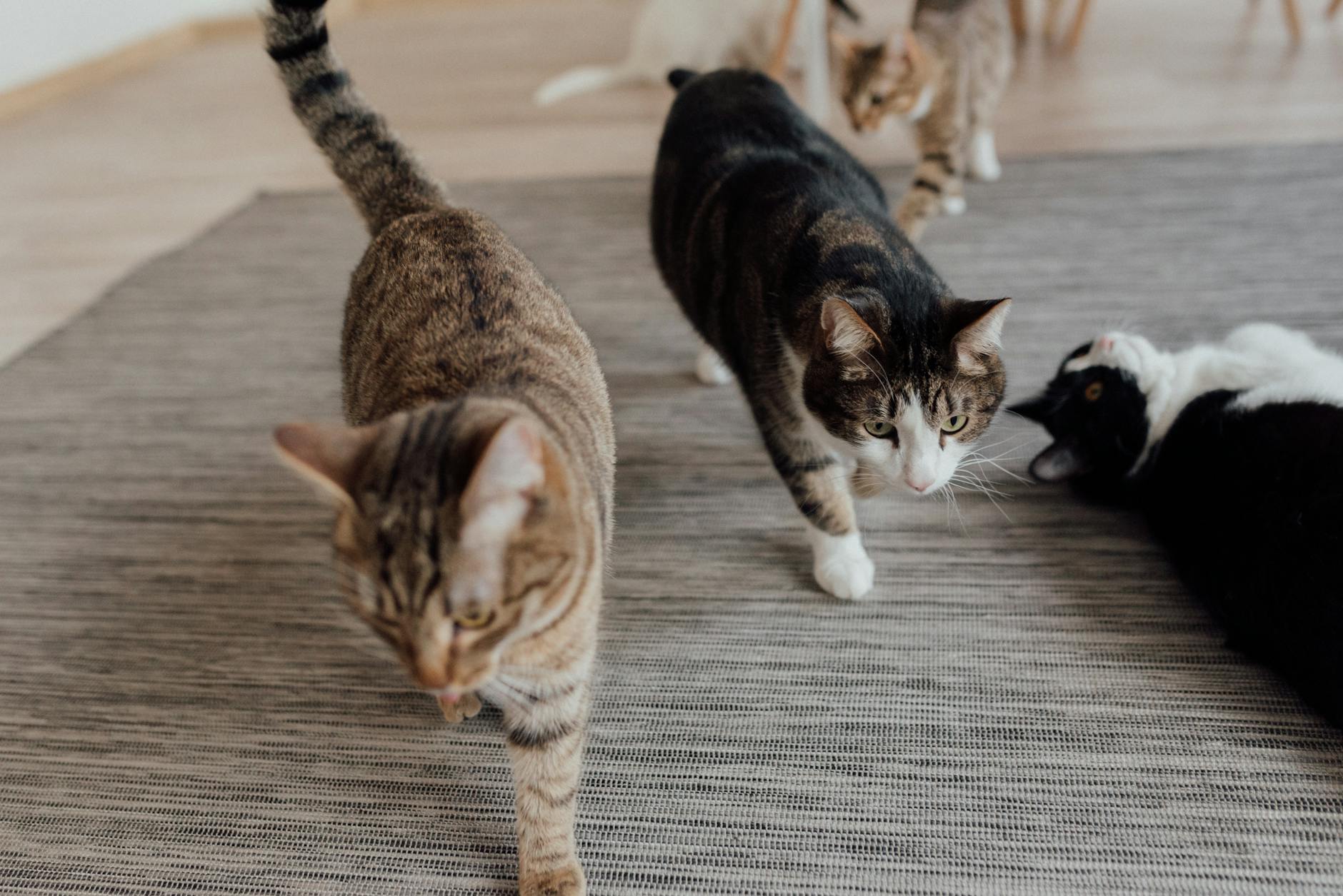 A playful group of domestic cats exploring and relaxing indoors on a carpet.