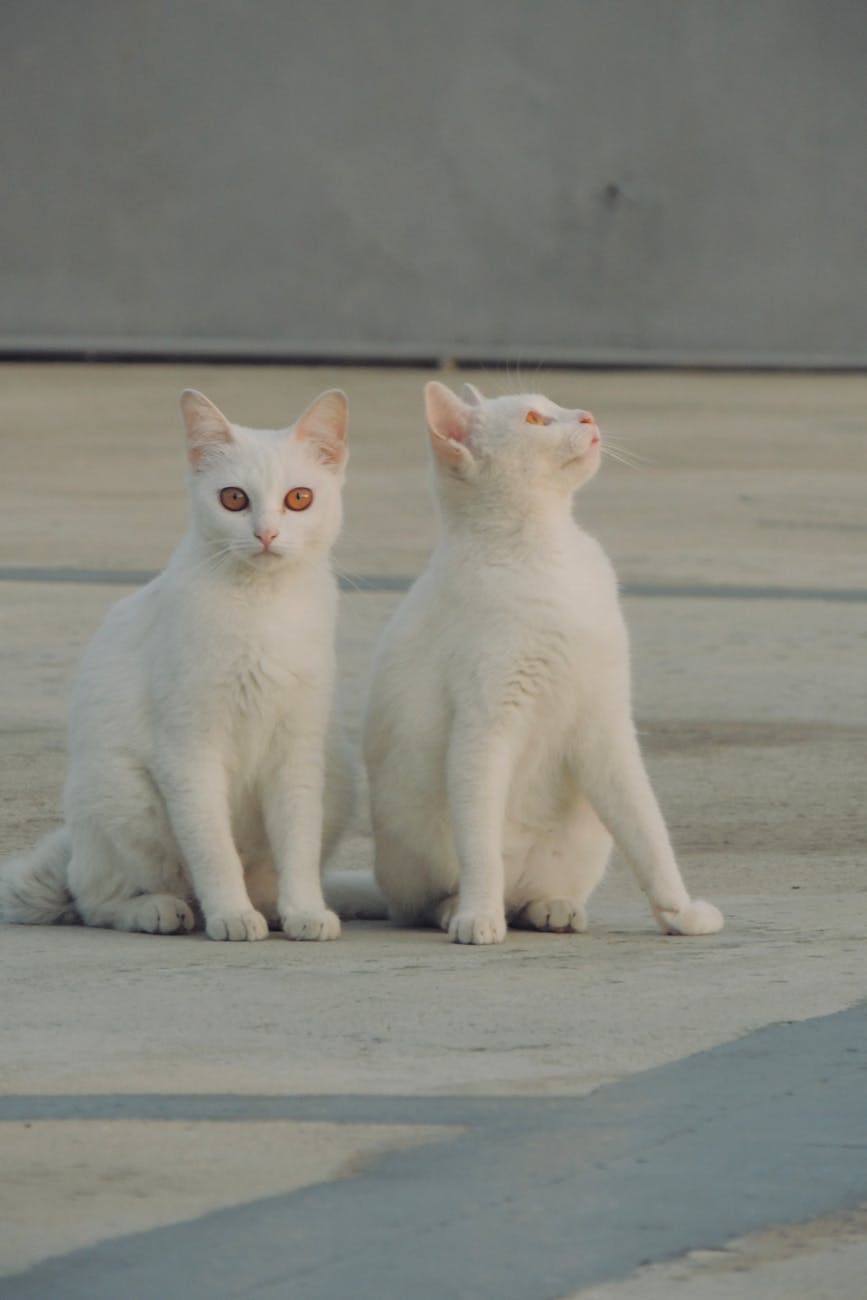 Two white cats sitting together on a cement floor, looking attentive.