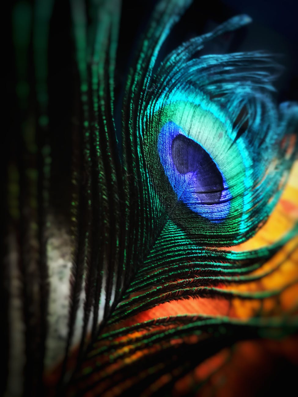 Detailed close-up of a peacock feather showcasing vibrant colors and intricate patterns.