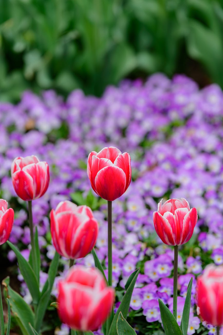 Closeup of red tulips amidst purple flowers, showcasing spring garden beauty.