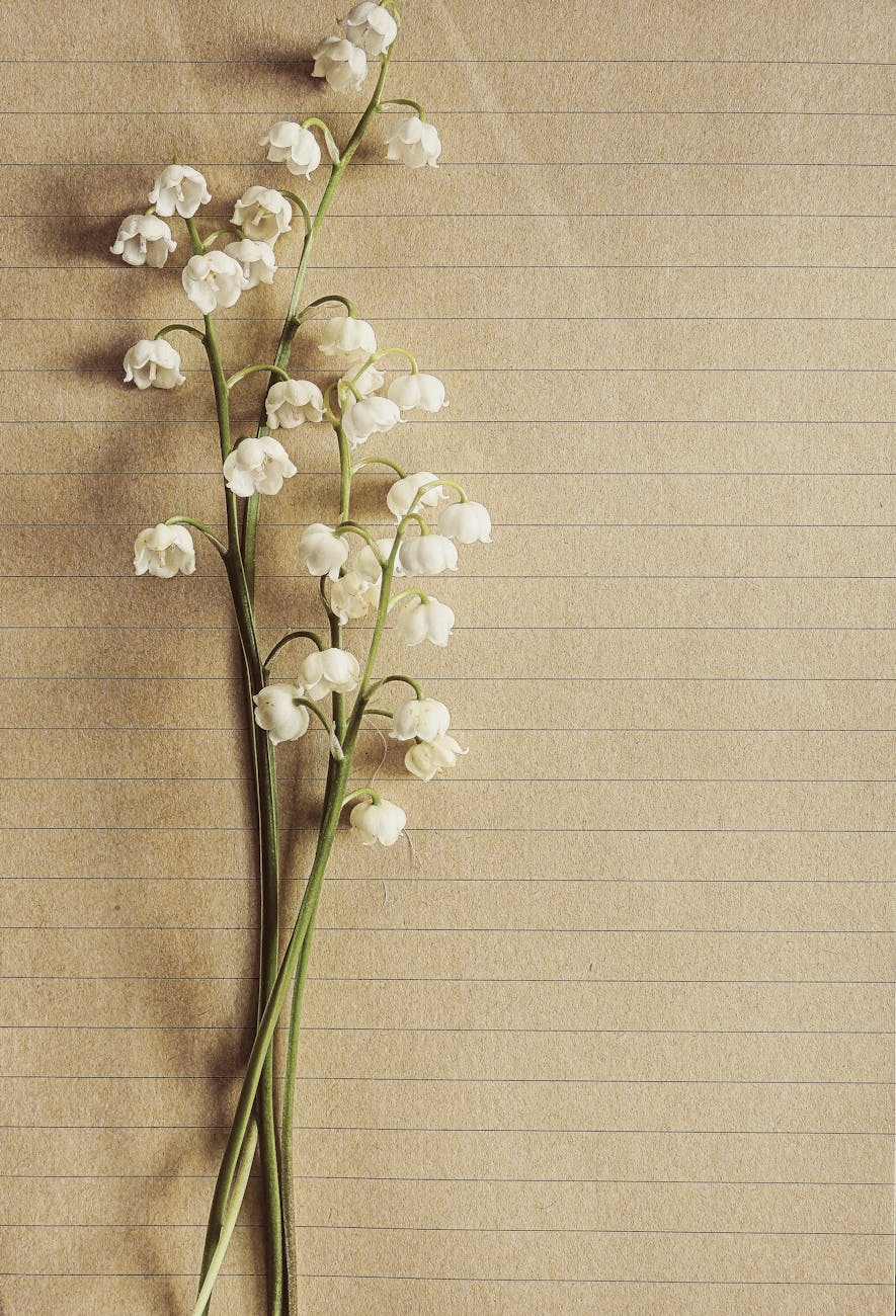Delicate lily of the valley flowers arranged on textured paper, showcasing elegance and natural beauty.