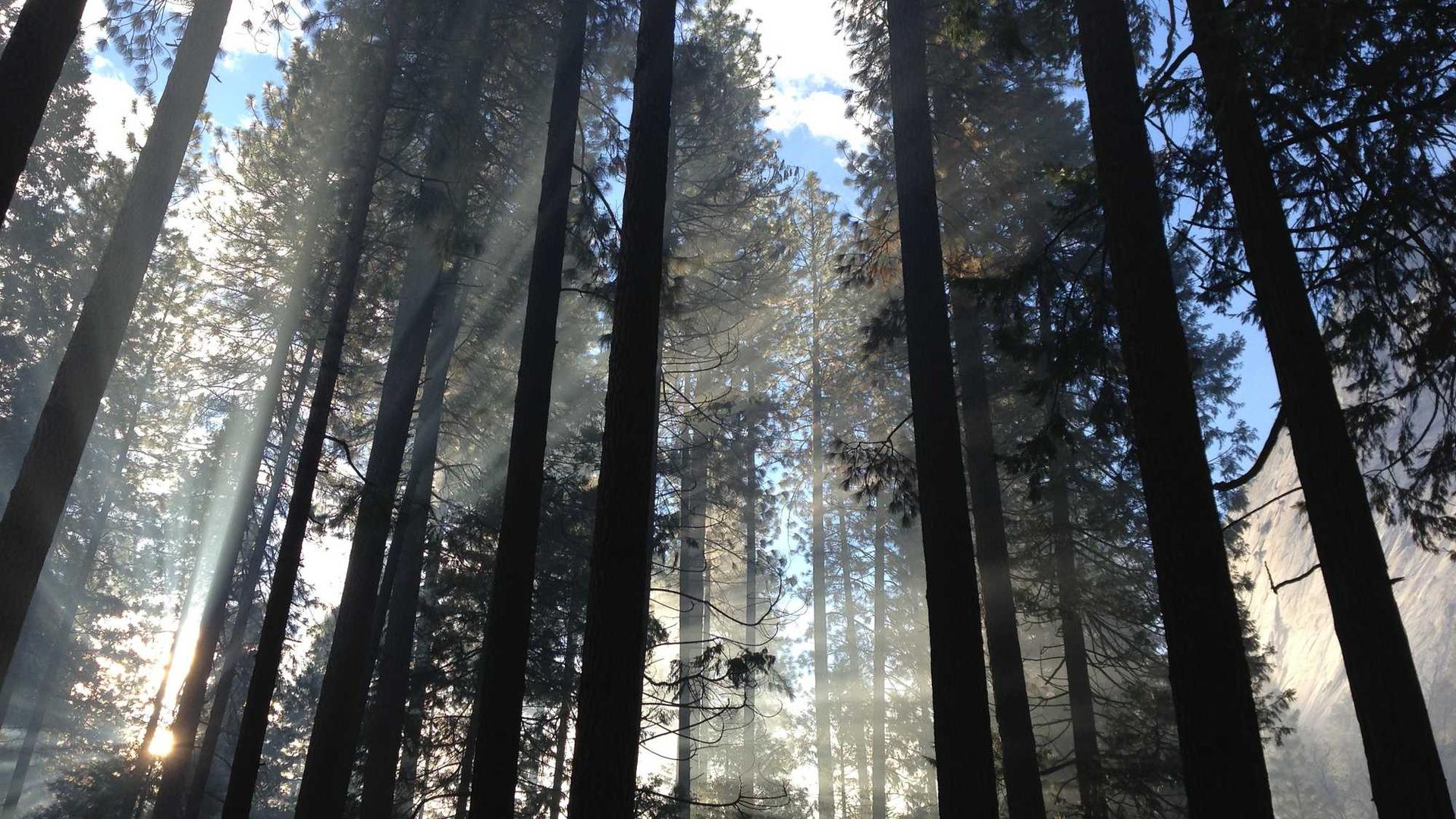 Random image from Lorem Picsum