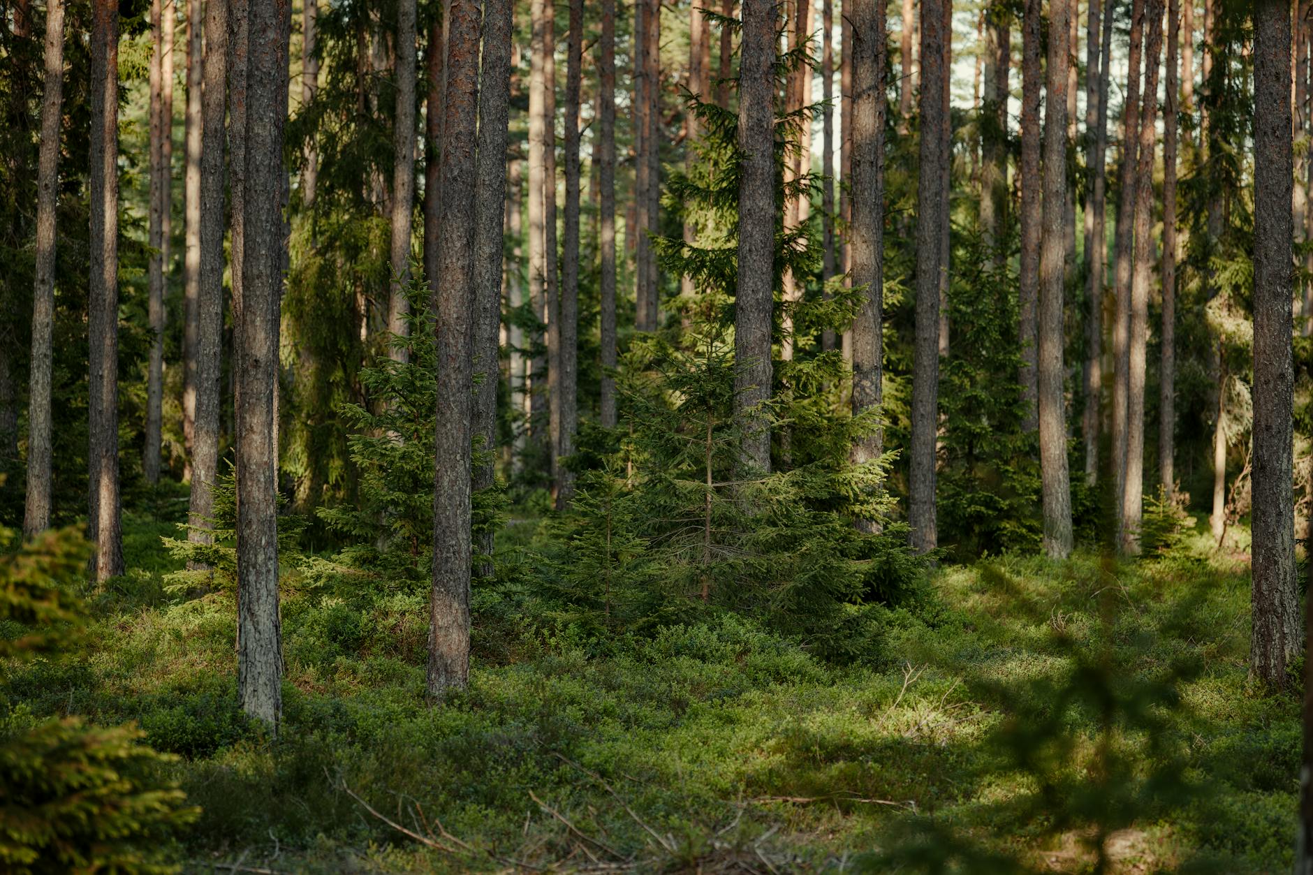 A tranquil view of a sunlit boreal forest with tall, dense evergreen trees.