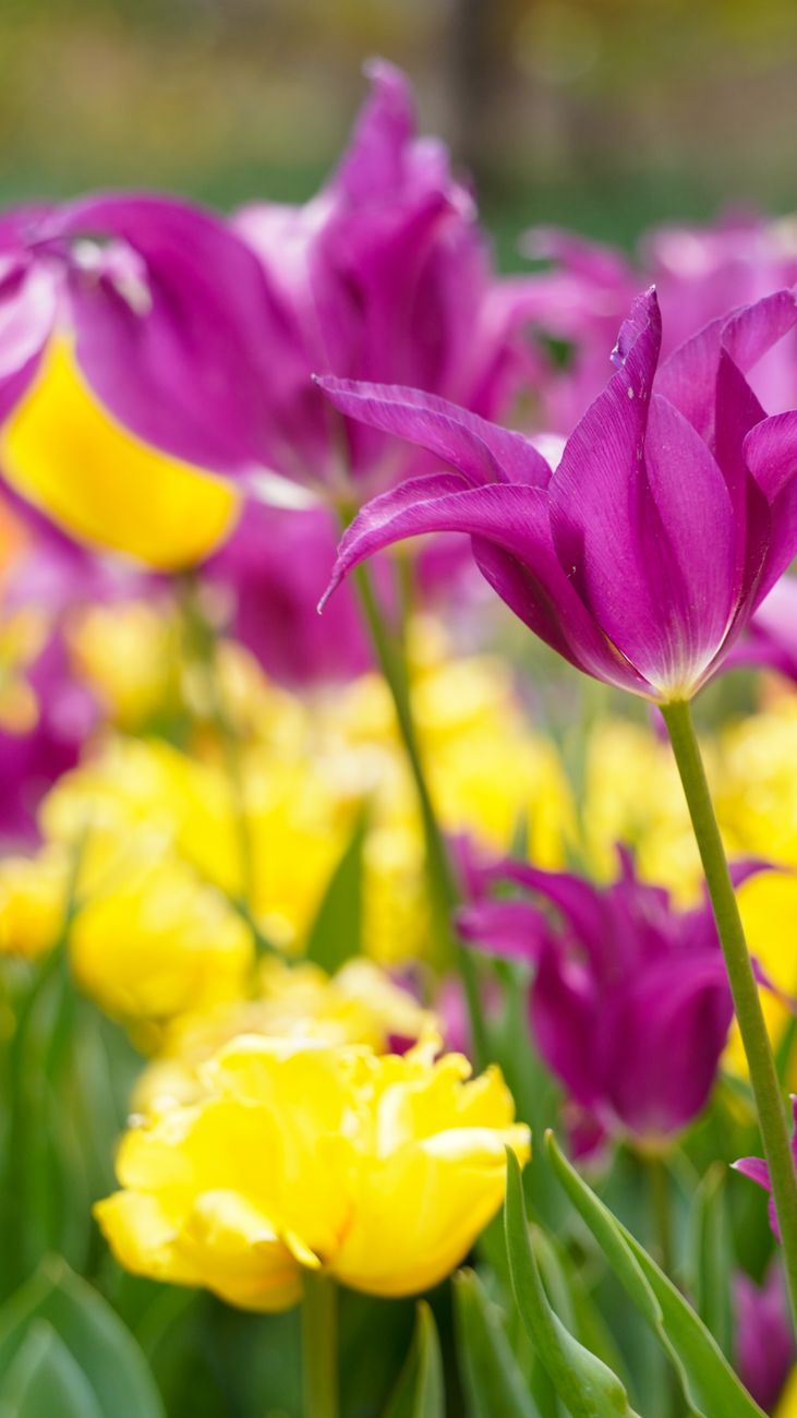 Close-up of vivid purple and yellow tulip flowers in full bloom during springtime, showcasing natural beauty.