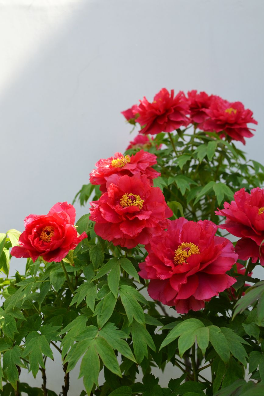 Bright red peony flowers with lush green leaves in a tranquil outdoor setting.