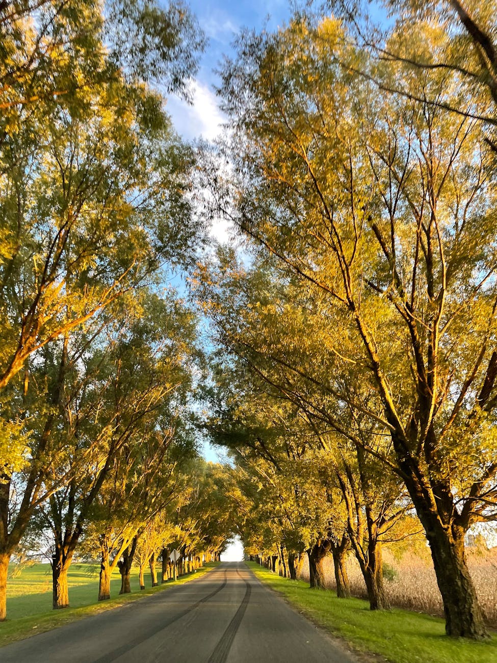 A picturesque road in Otterville, Canada, flanked by sunlit trees in autumn colors.