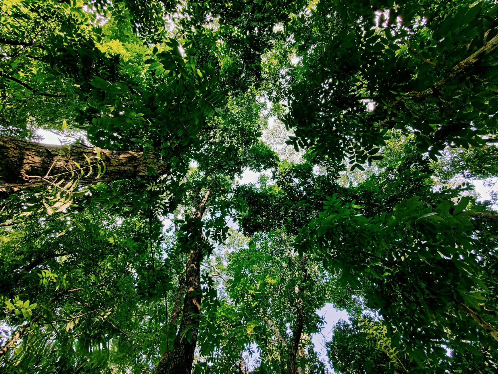 Stunning view of a forest canopy filled with lush, green foliage in daylight.