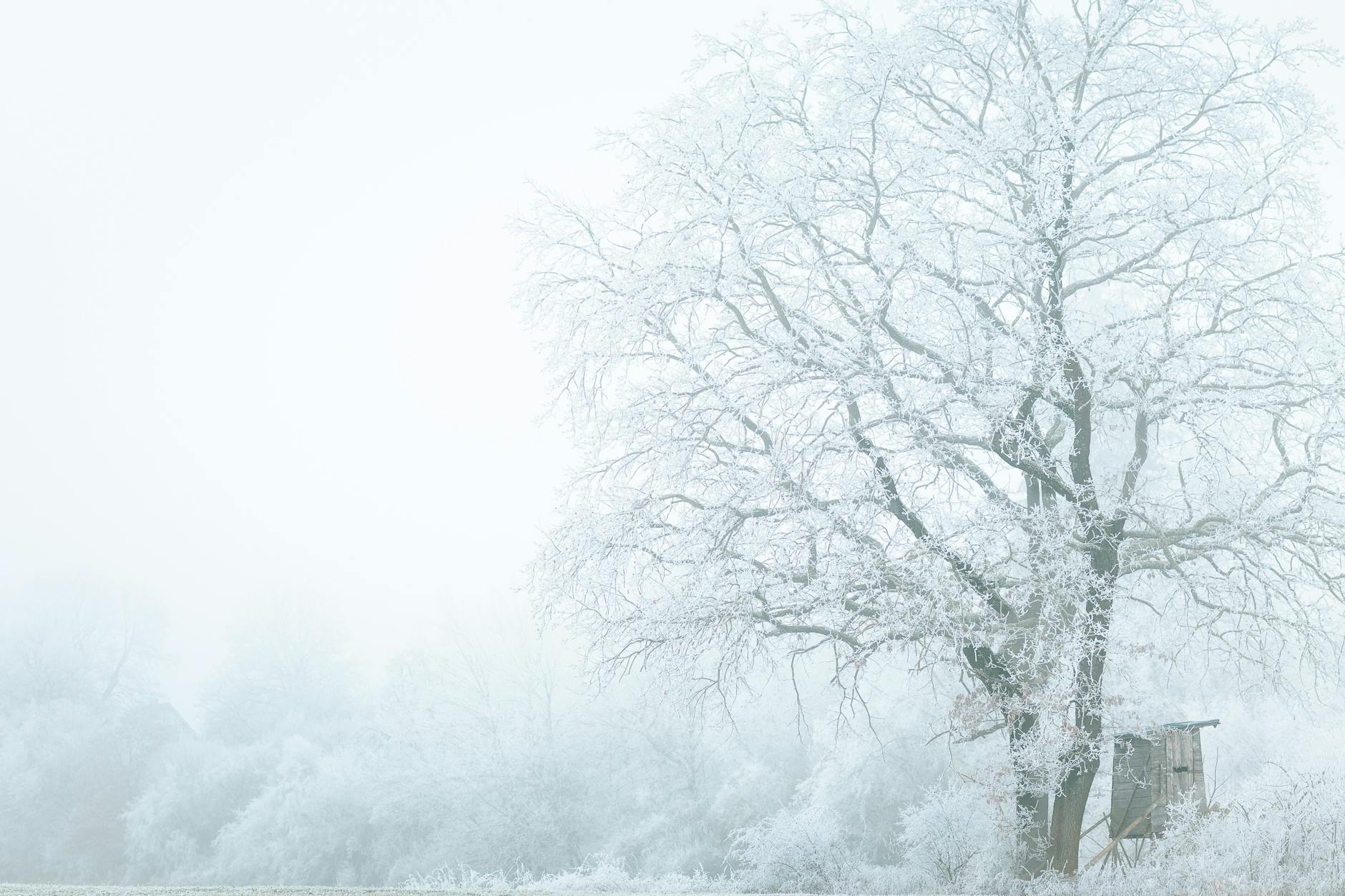 A peaceful winter scene featuring a large tree covered in frost, surrounded by a foggy atmosphere.