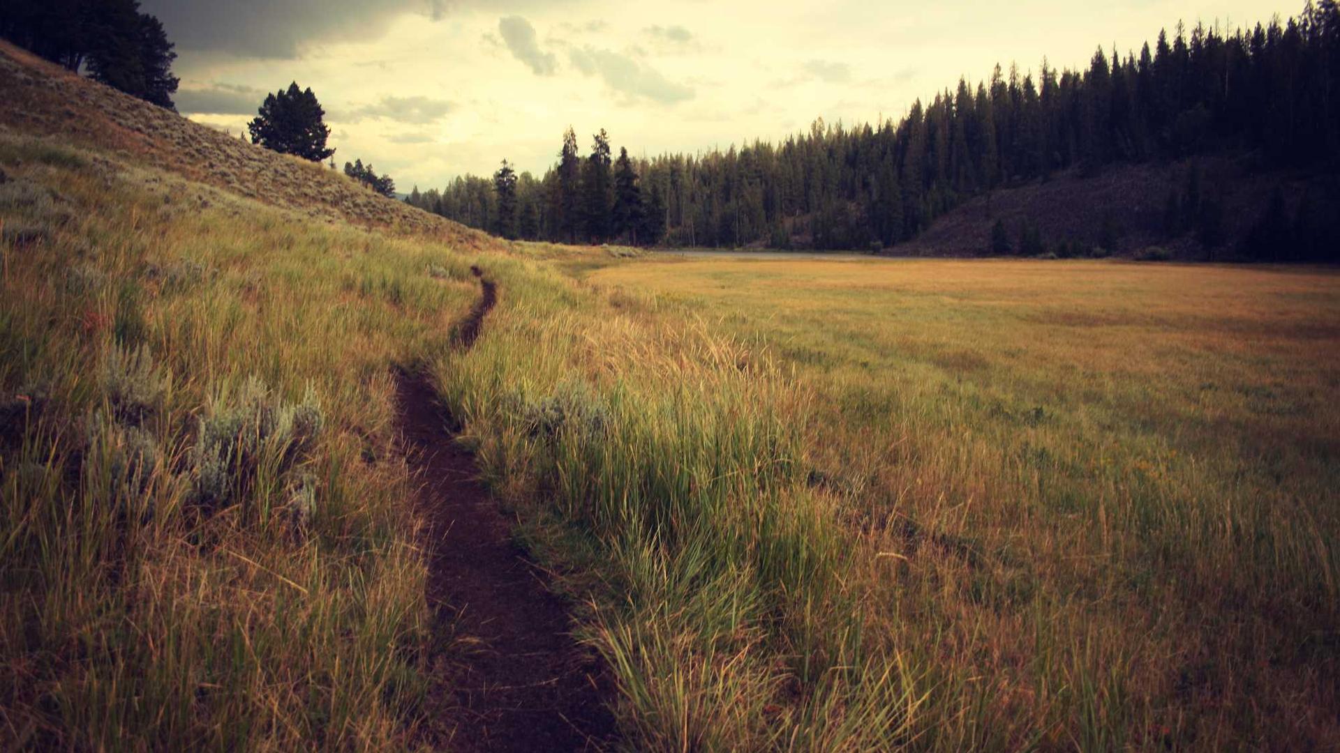 Random image from Lorem Picsum