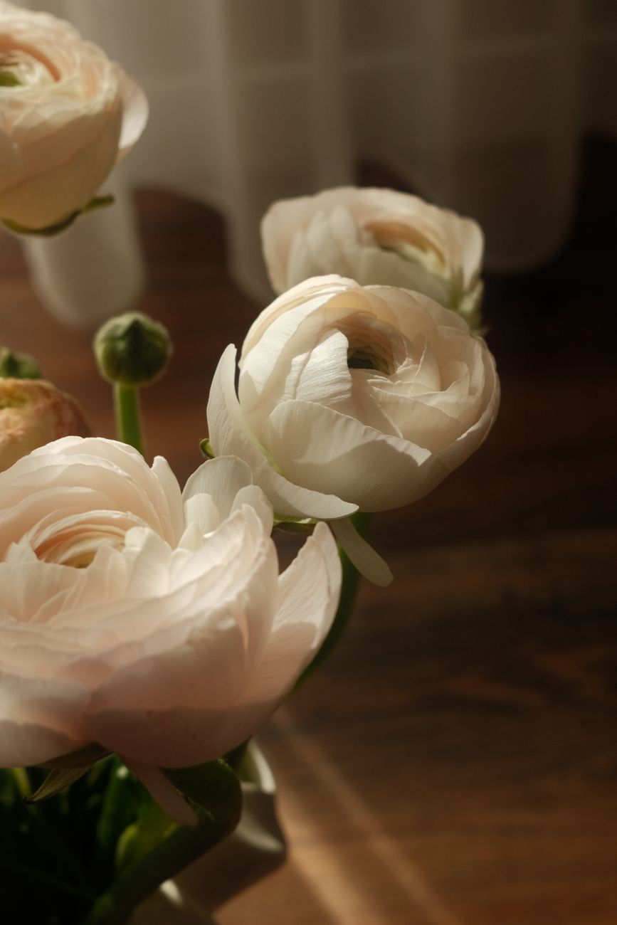 Close-up of white ranunculus flowers in soft daylight creating a serene indoor setting.