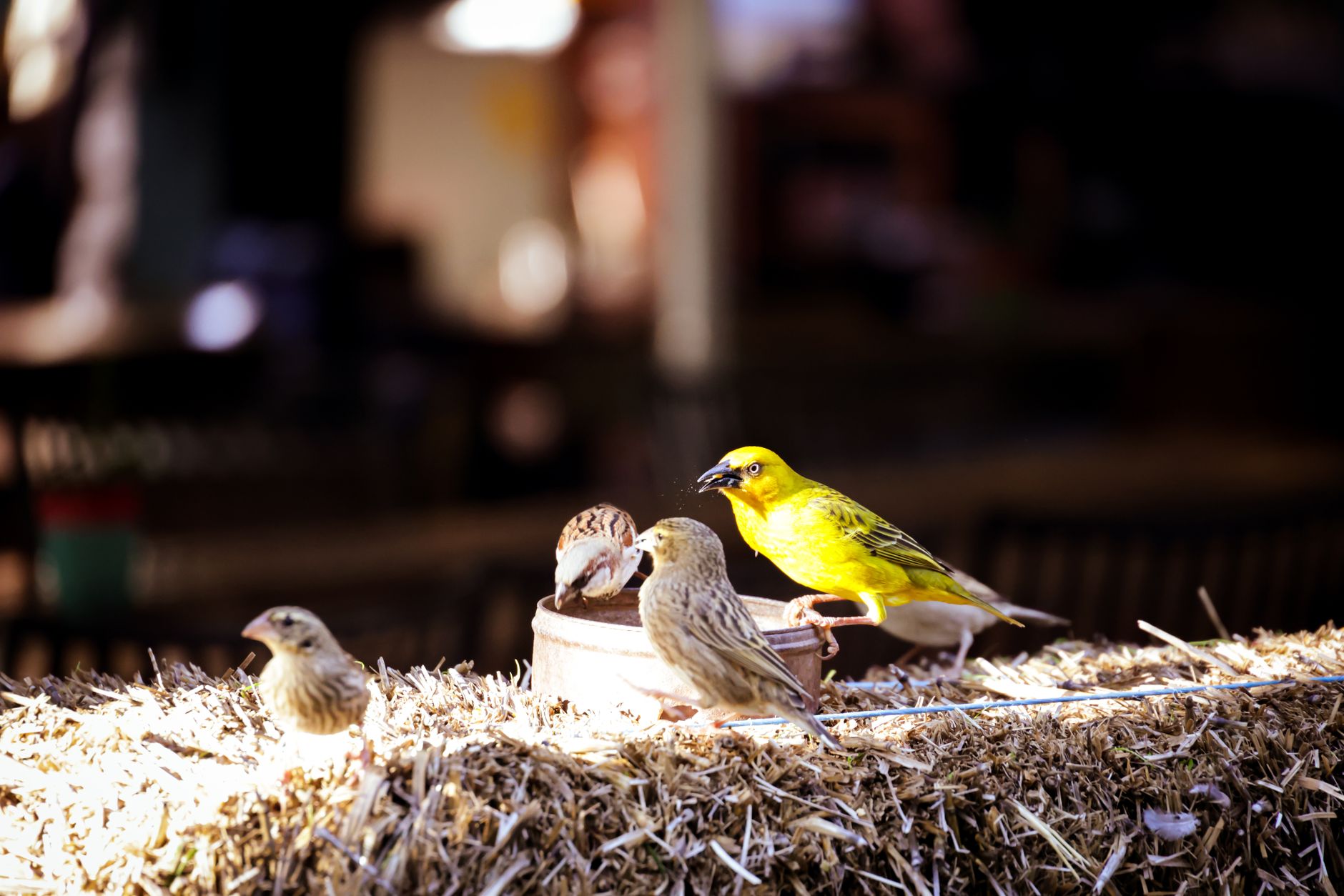 A vibrant group of birds enjoy feeding on a sunny day, highlighting nature's beauty.