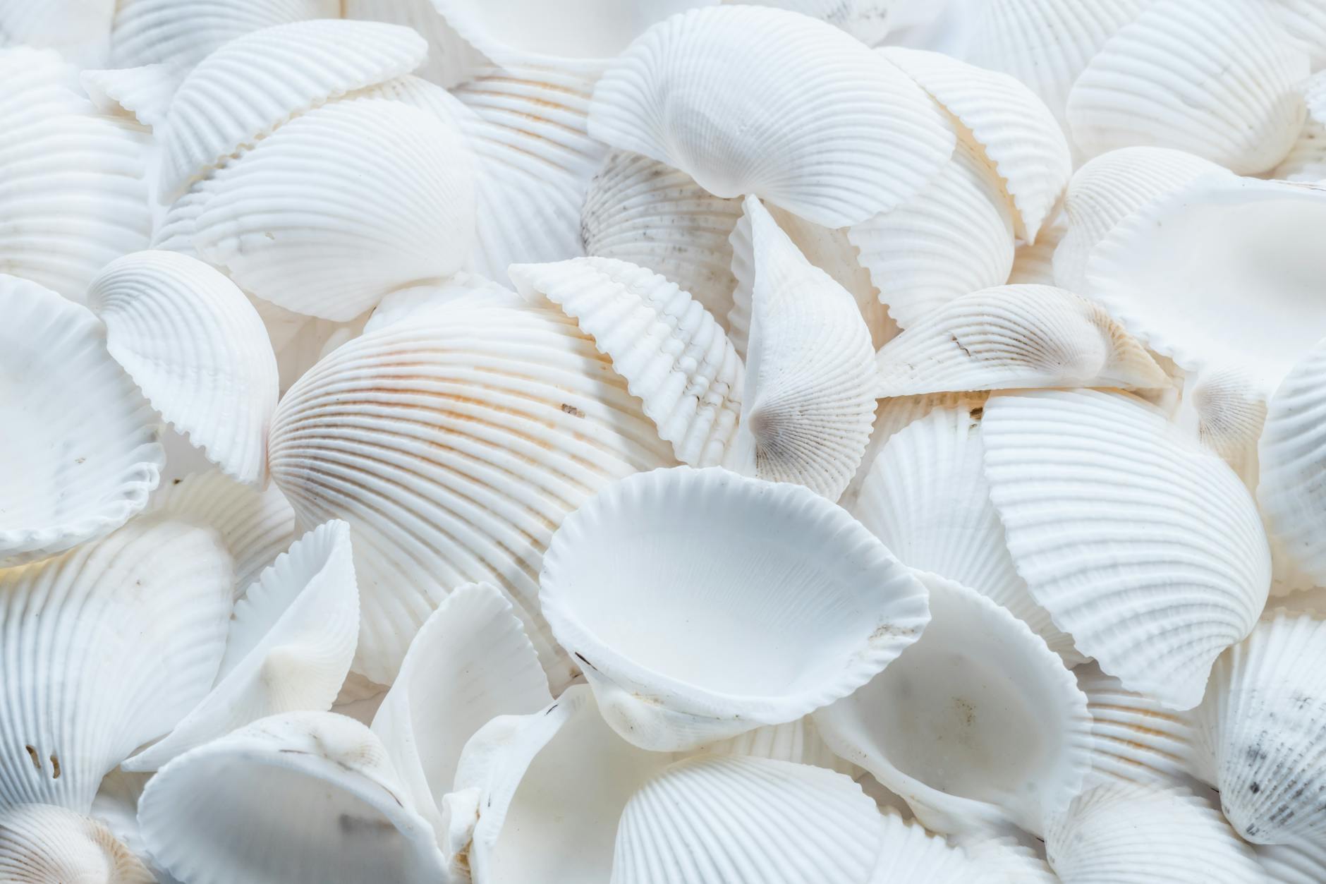 A detailed close-up of white seashells creating a natural pattern and texture.