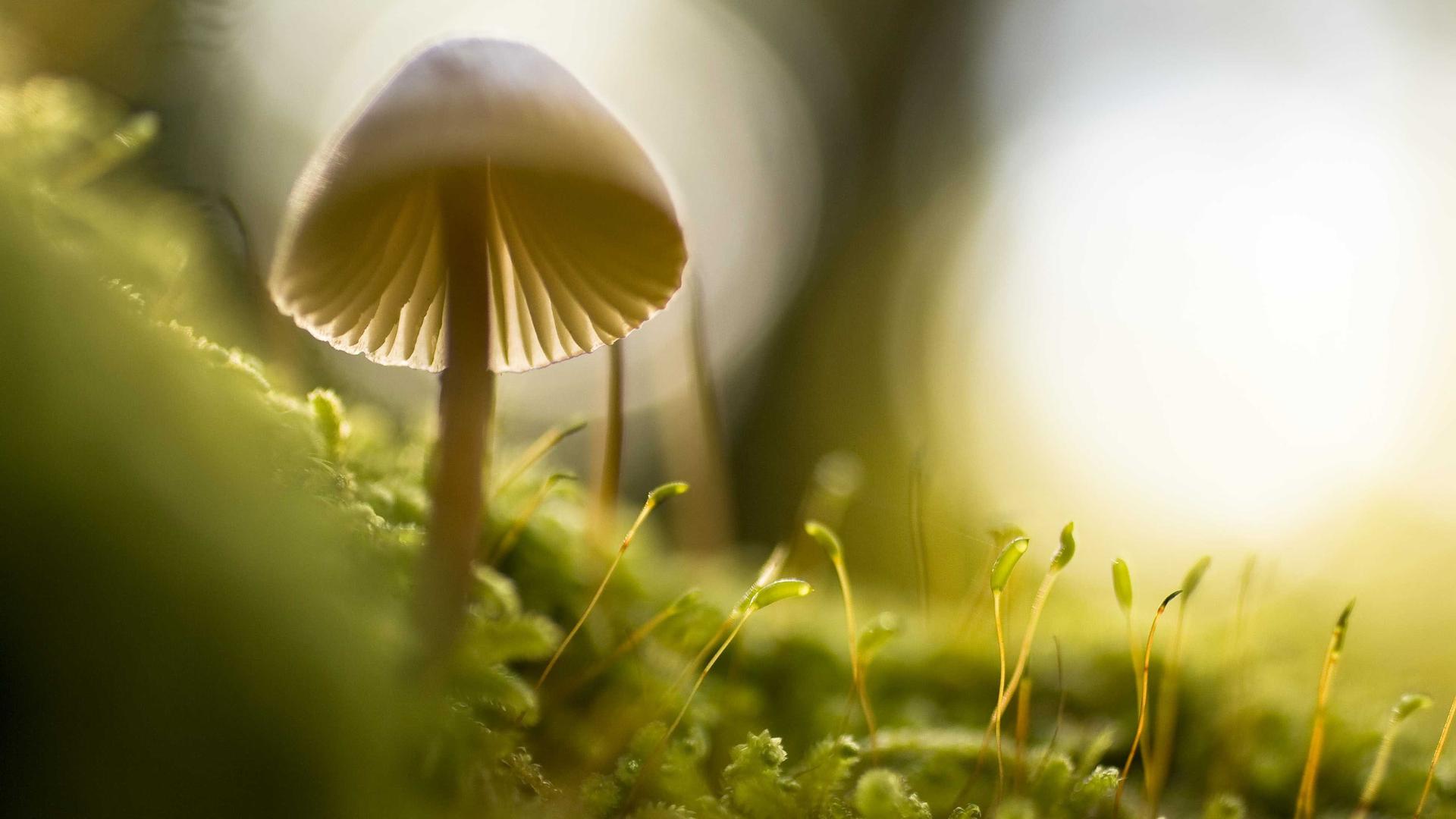 Random image from Lorem Picsum