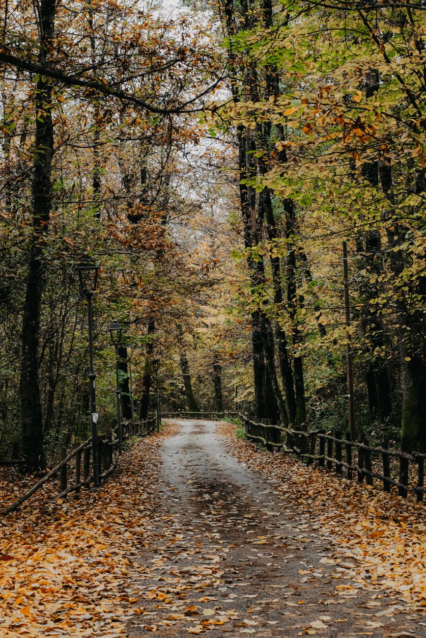 A peaceful autumn forest path with fallen leaves and surrounding wooden fences.