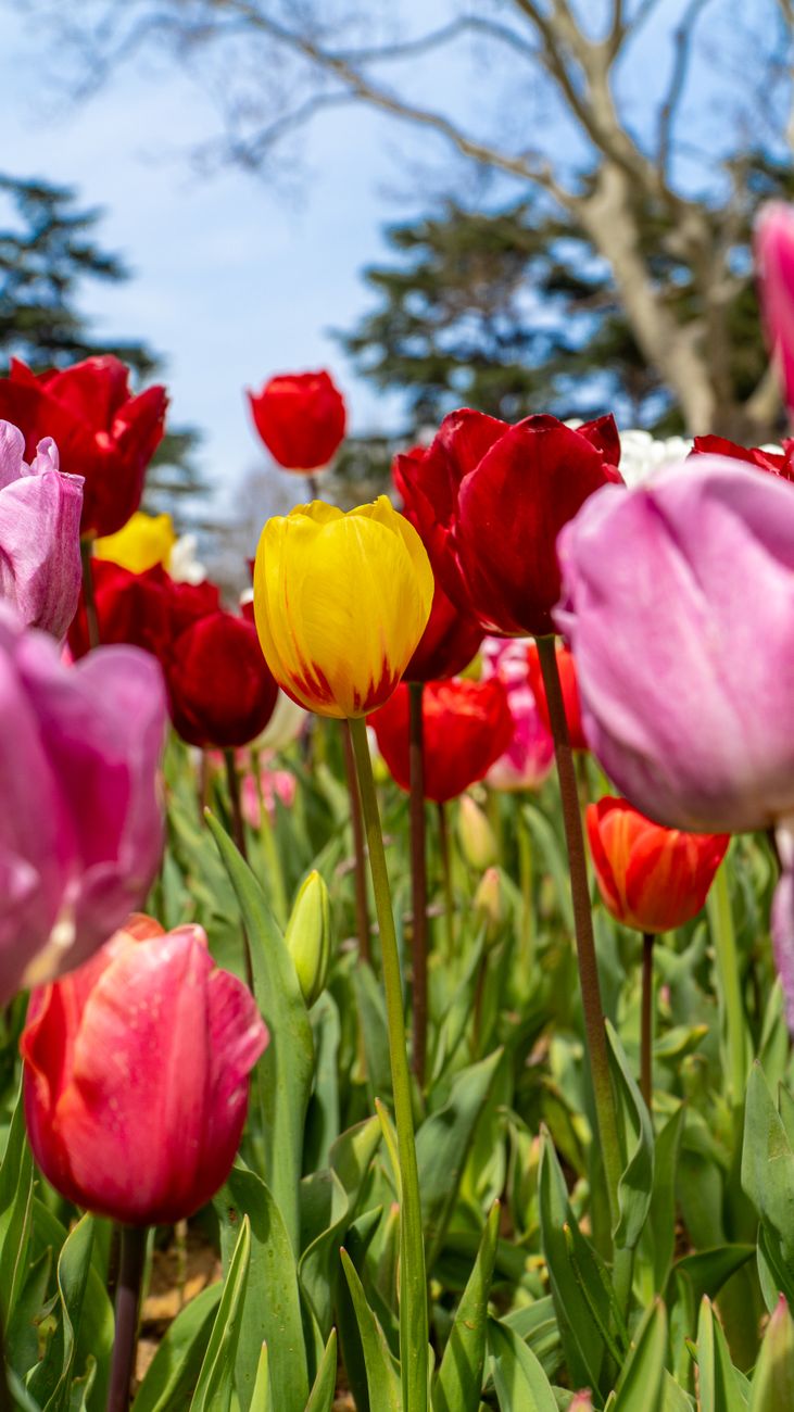 Bright tulips bloom in a vibrant garden setting, capturing spring in İstanbul.