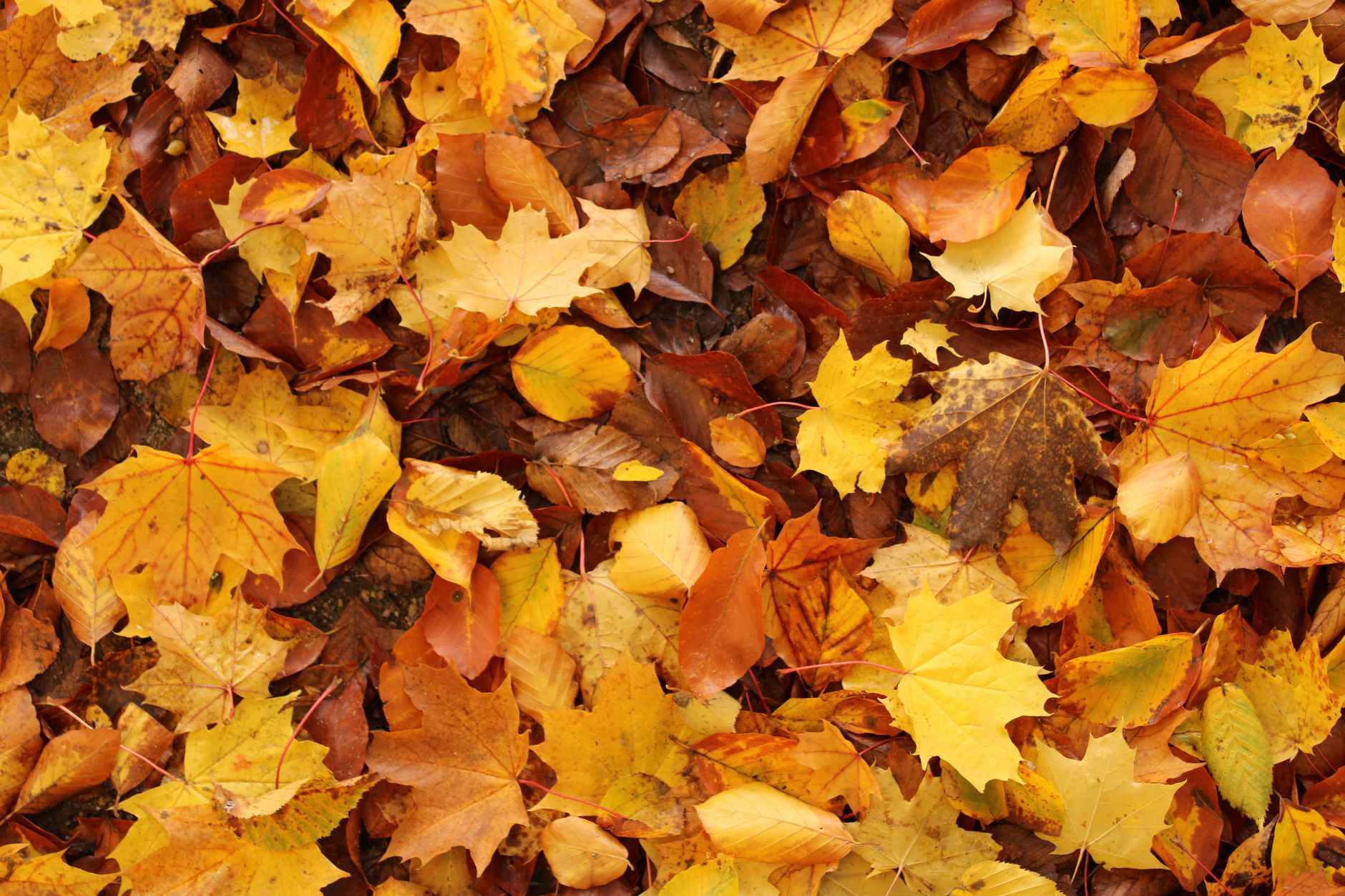A collection of colorful autumn leaves creating a vibrant natural carpet.