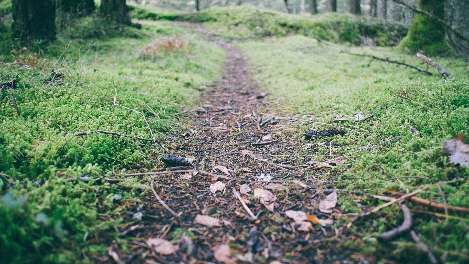 Random image from Lorem Picsum