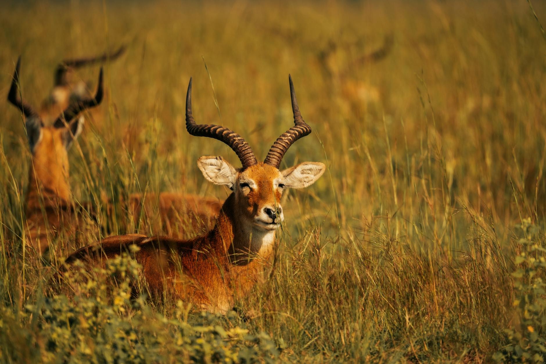 Close-up of a majestic antelope resting in the grasslands of Africa, showcasing wildlife beauty.