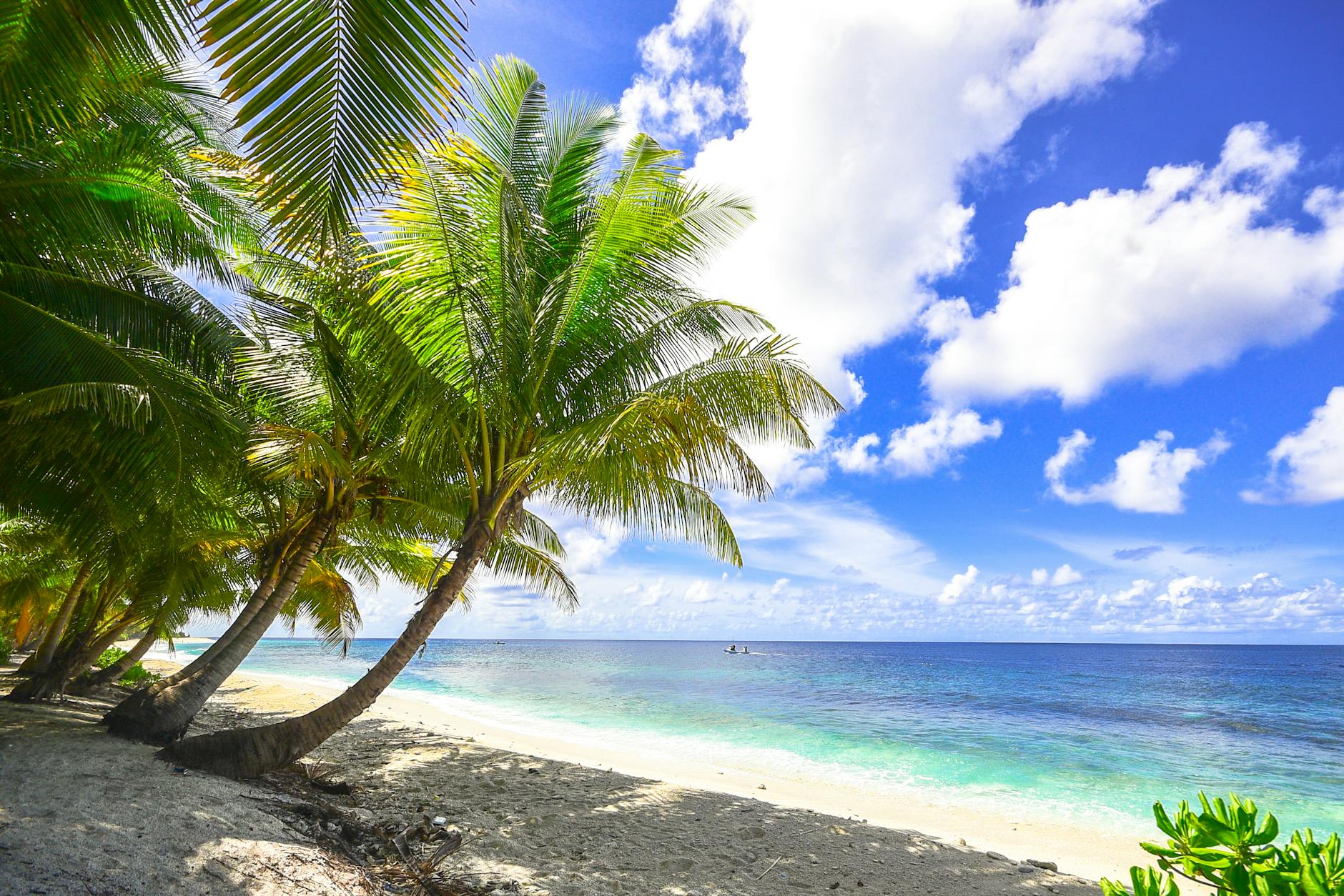 Serene ocean view with palm trees and clear skies at Fuvahmulah, Maldives.
