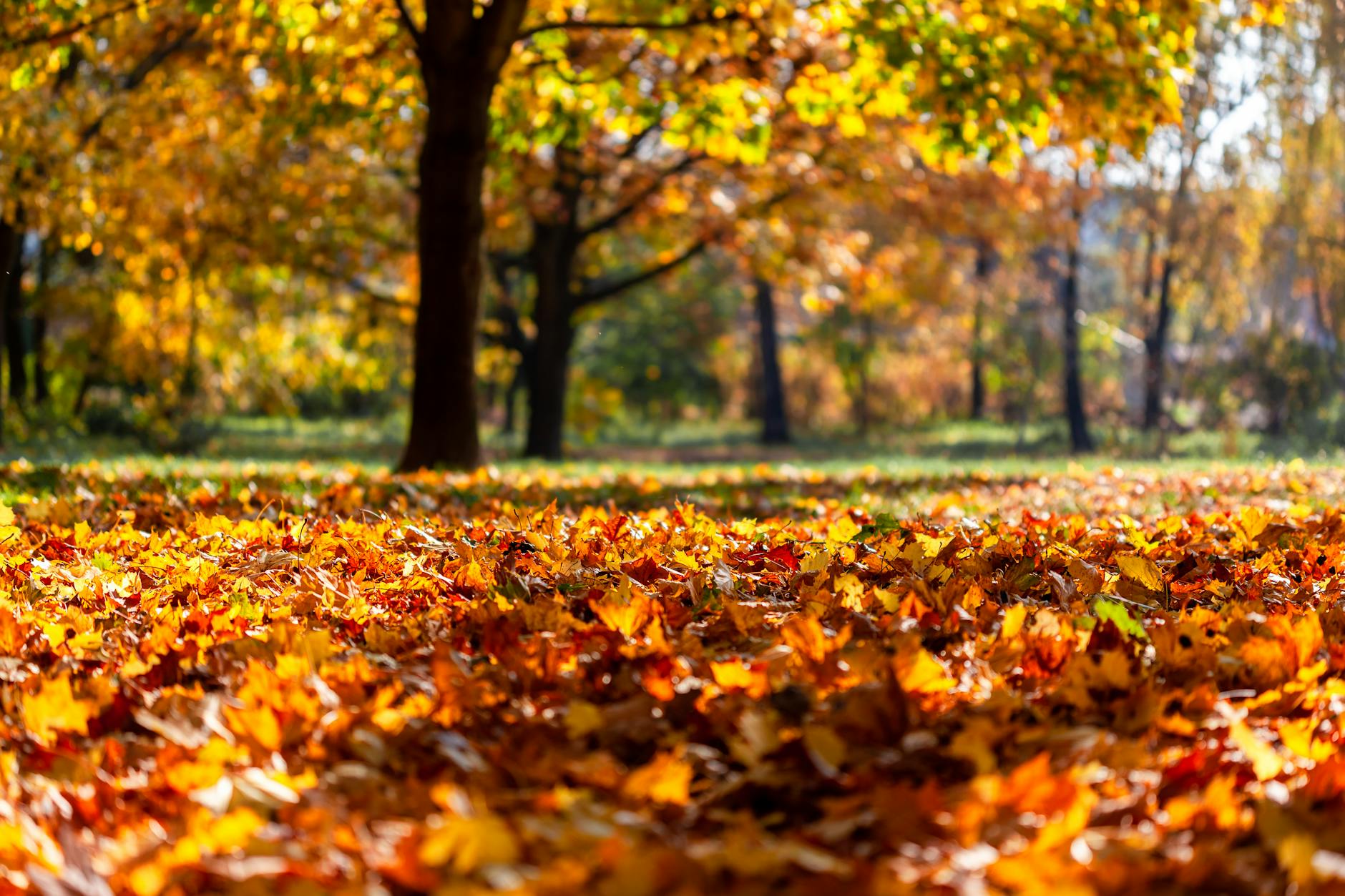 Sunlit park with colorful fallen autumn leaves, highlighting the beauty of fall foliage.