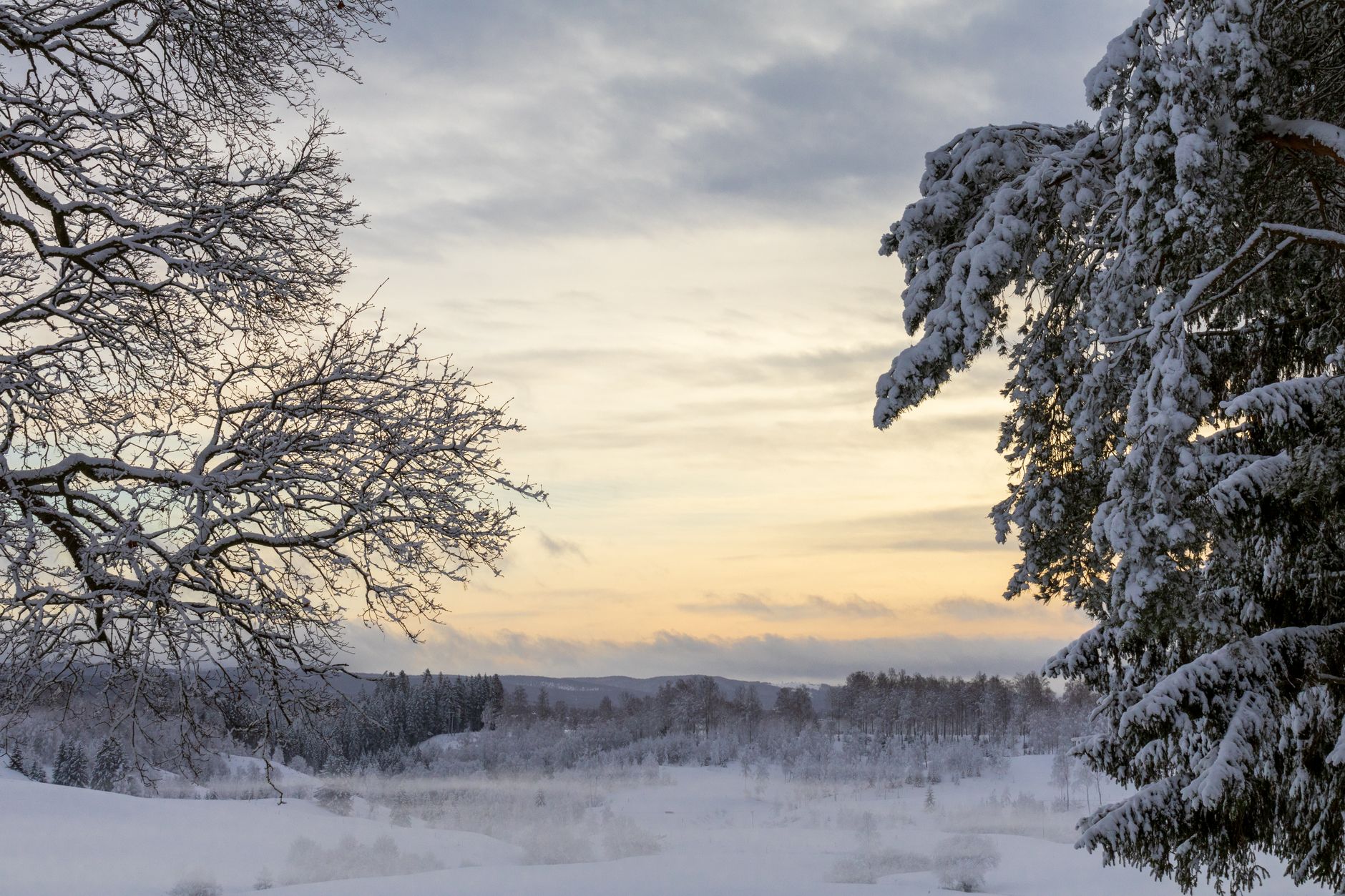 Peaceful winter landscape with snow-covered trees at sunset, capturing the serene beauty of nature.