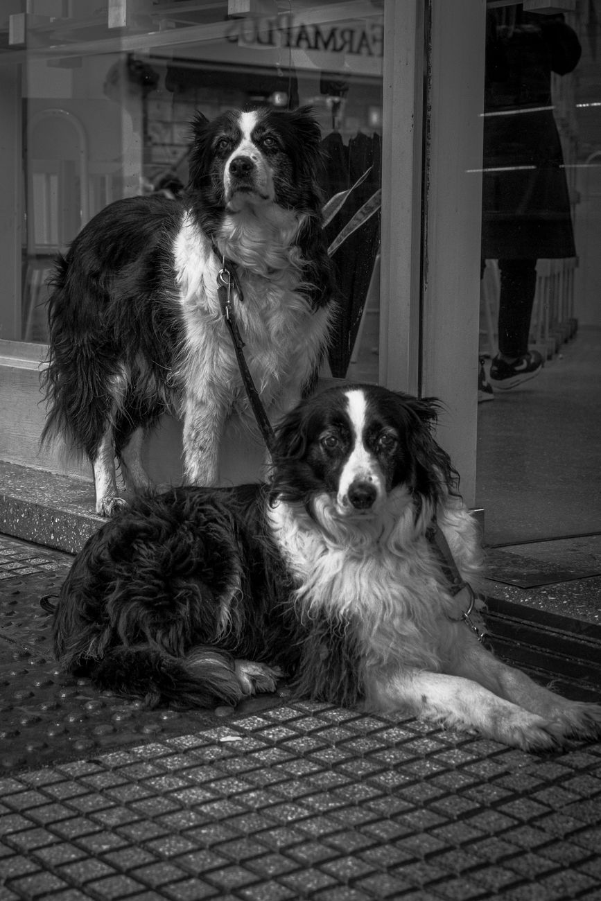 Two sheepdogs resting in a Buenos Aires city street, captured in black and white.