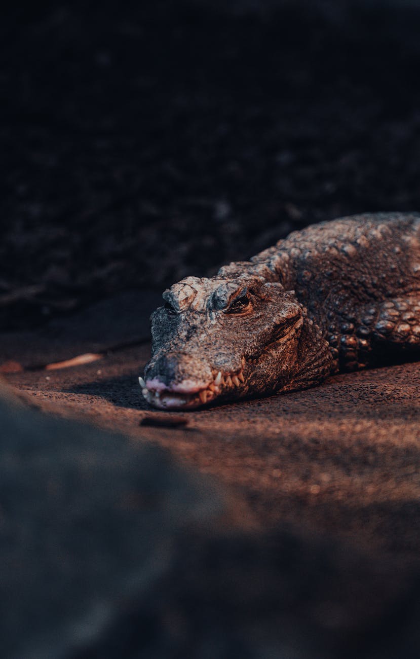 Detailed close-up of a crocodile basking quietly on a riverbank in natural light.