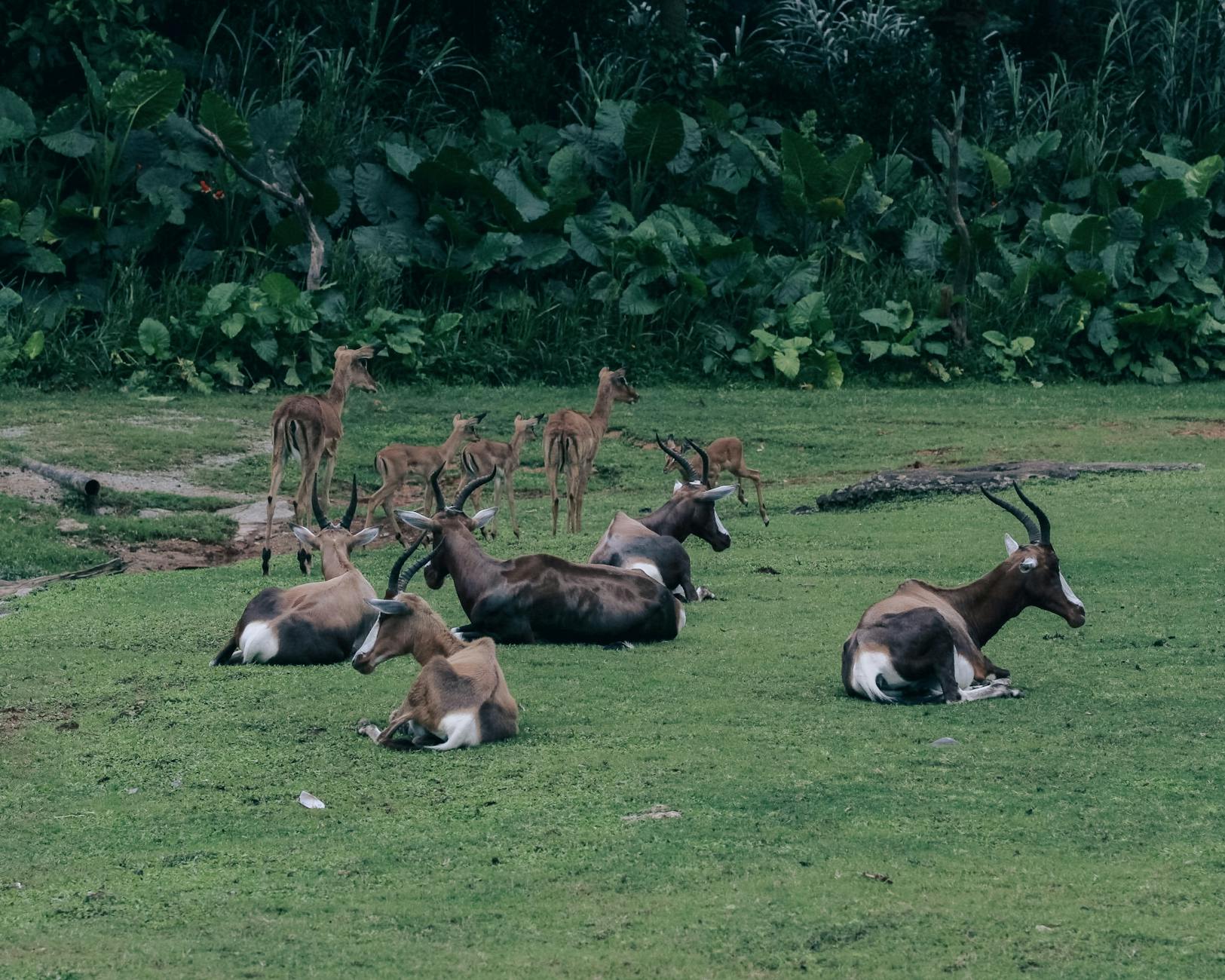 Group of antelopes lounging on a green pasture surrounded by lush vegetation in daylight.
