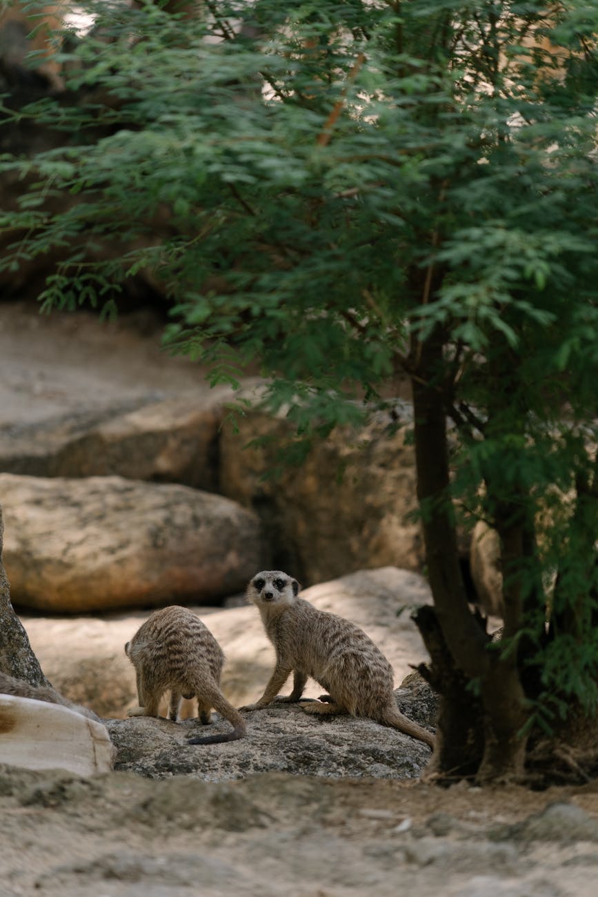 Two meerkats exploring their rocky terrain, surrounded by greenery in the wild.