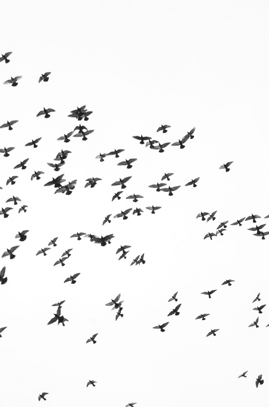 A large flock of birds in flight against a clear sky, creating a dynamic and peaceful scene.