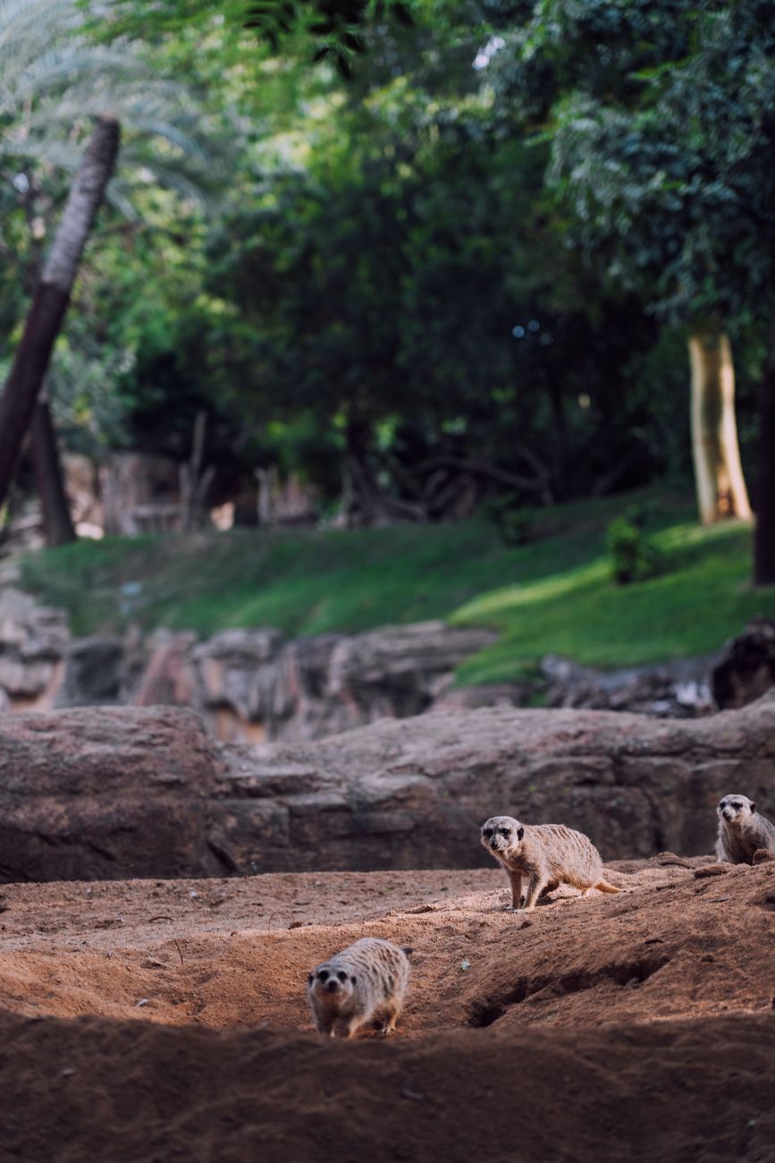 Meerkats exploring their enclosure in a zoo, showcasing natural behavior and habitat.