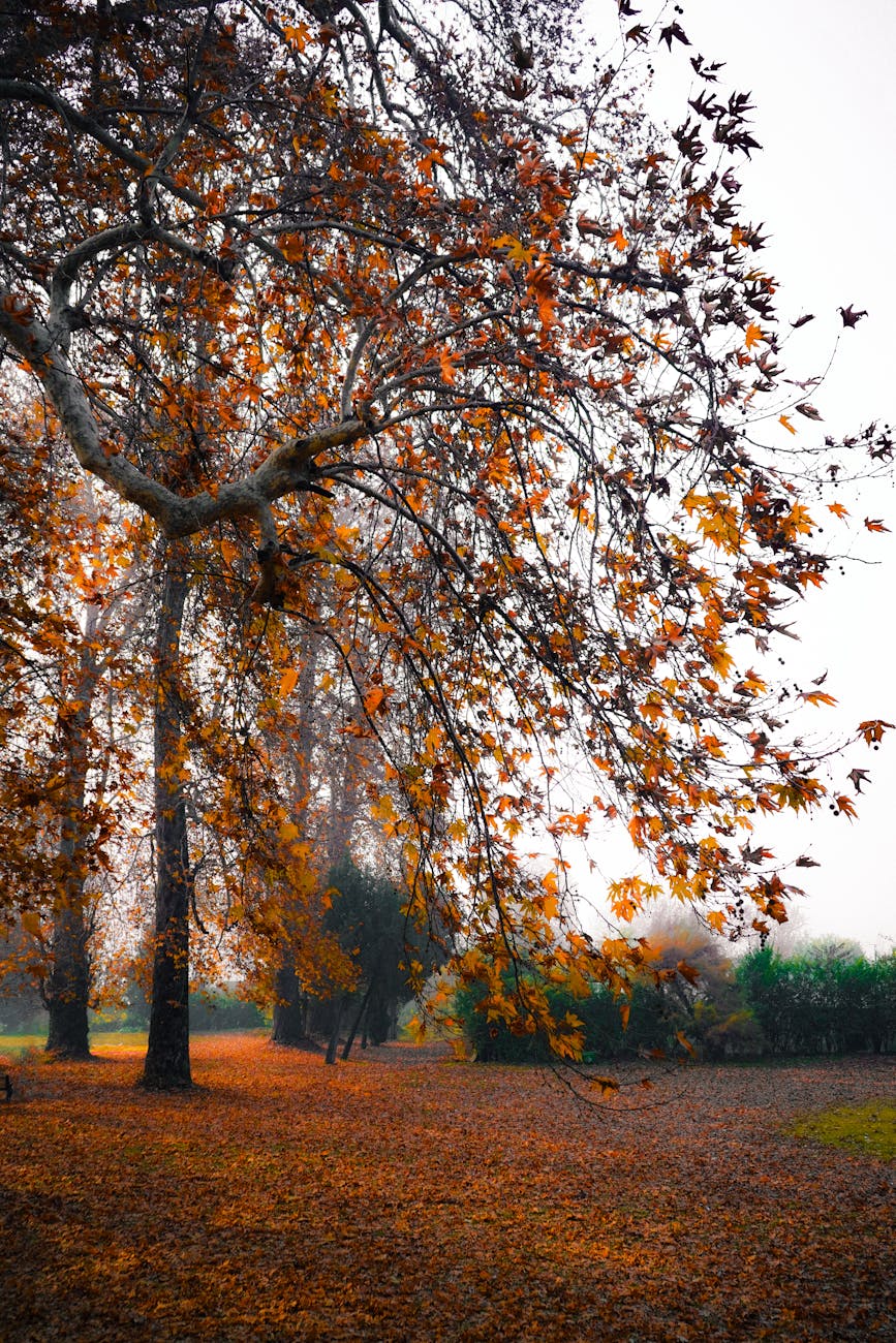 Capture of vibrant autumn leaves in a peaceful park in Srinagar.