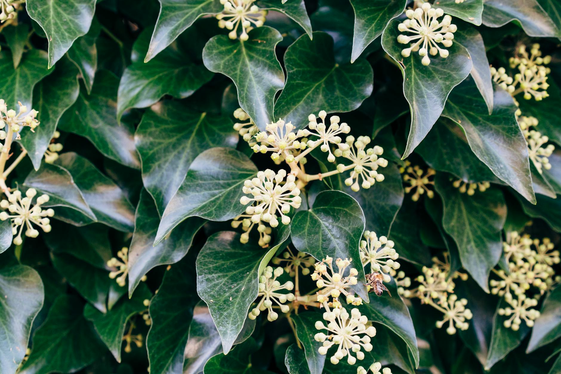 Close-up of lush ivy leaves with blooming flowers and a bee in natural light.