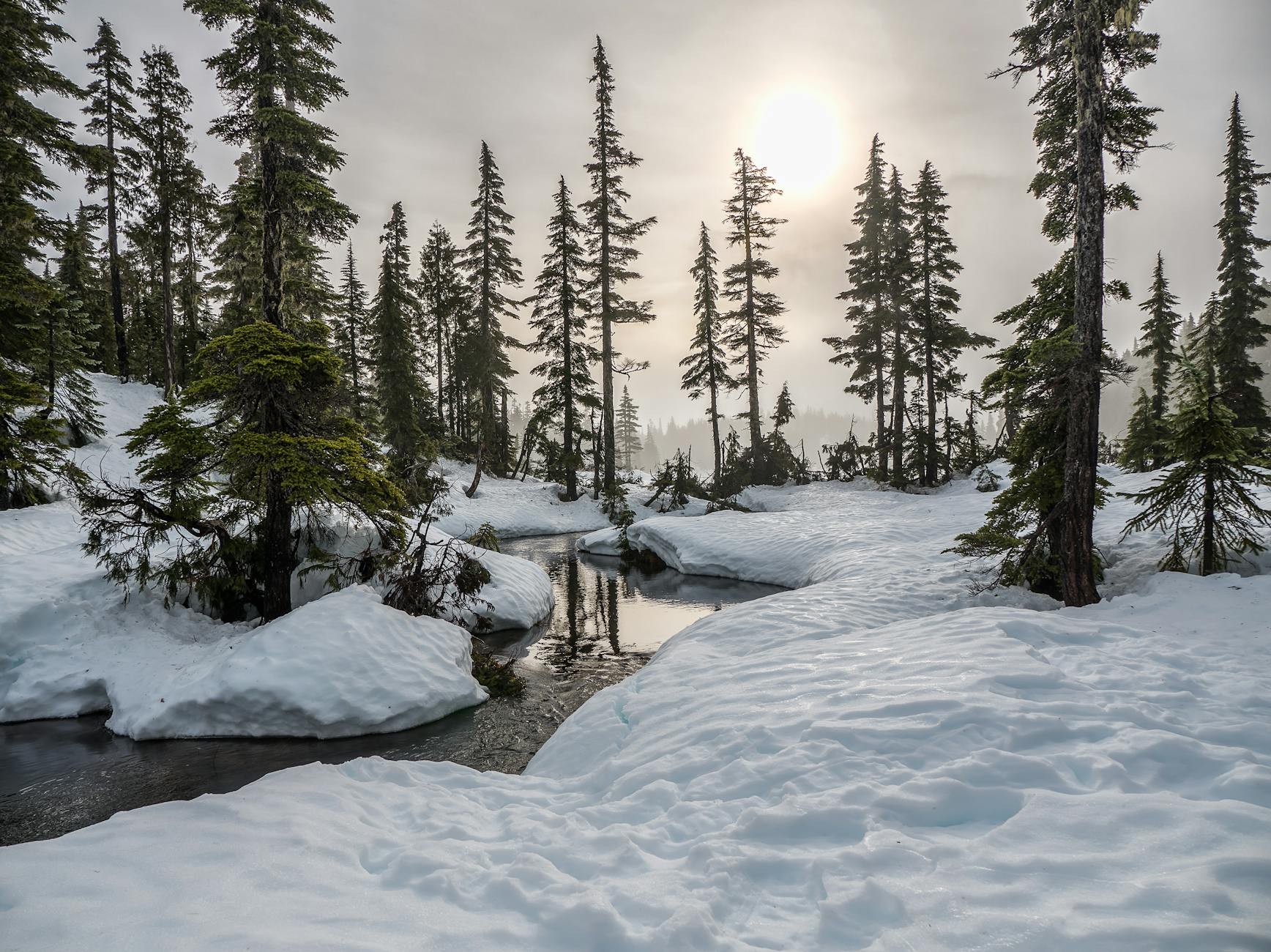 A tranquil snowy forest scene with a sunlit creek and tall trees on a winter day.