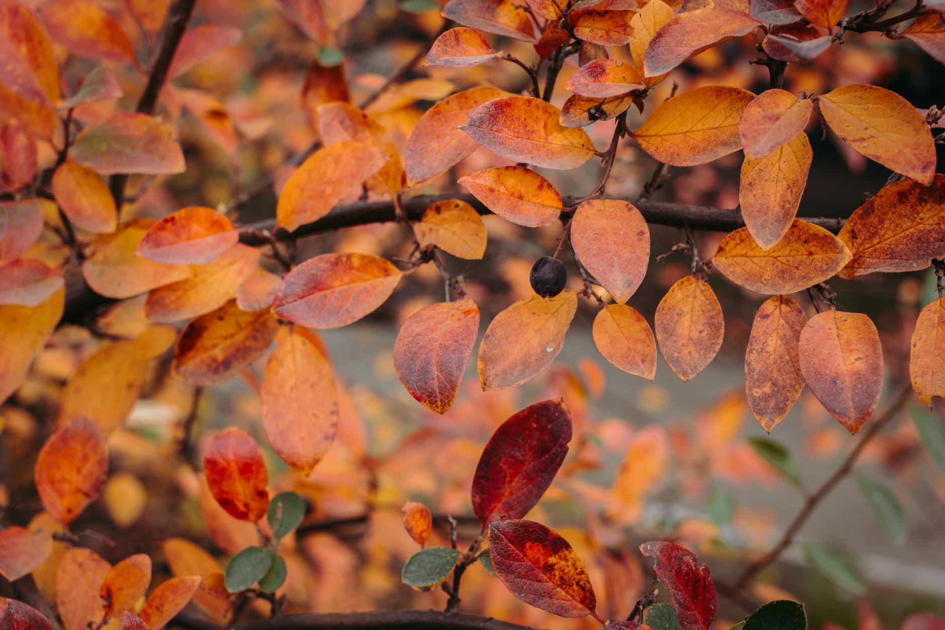 Close-up of vibrant orange and red autumn leaves on tree branches in a forest setting.