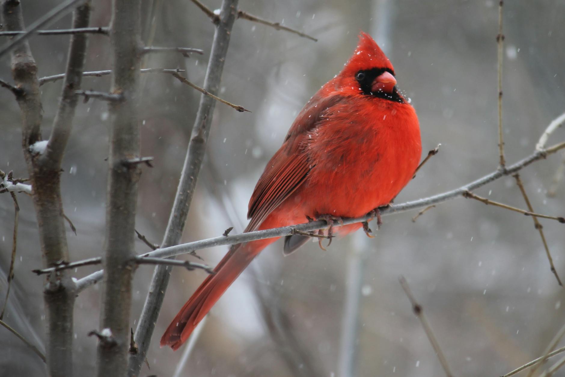 A vibrant Northern Cardinal perched on a snowy branch in Kingston, Canada.