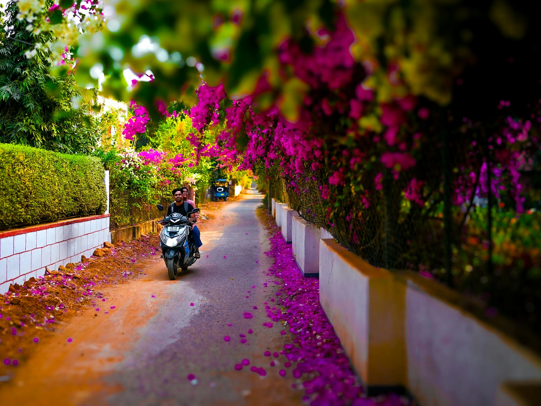 Free stock photo of early spring, spring ambiance, spring atmosphere