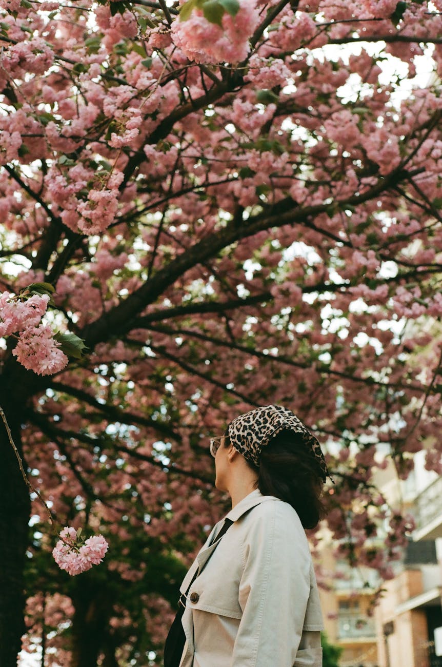 A woman gazes at blooming cherry blossoms, capturing the essence of spring.
