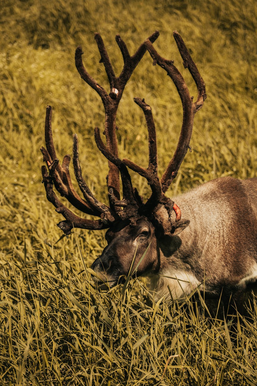 A beautiful reindeer with impressive antlers grazes peacefully in a grassy meadow.