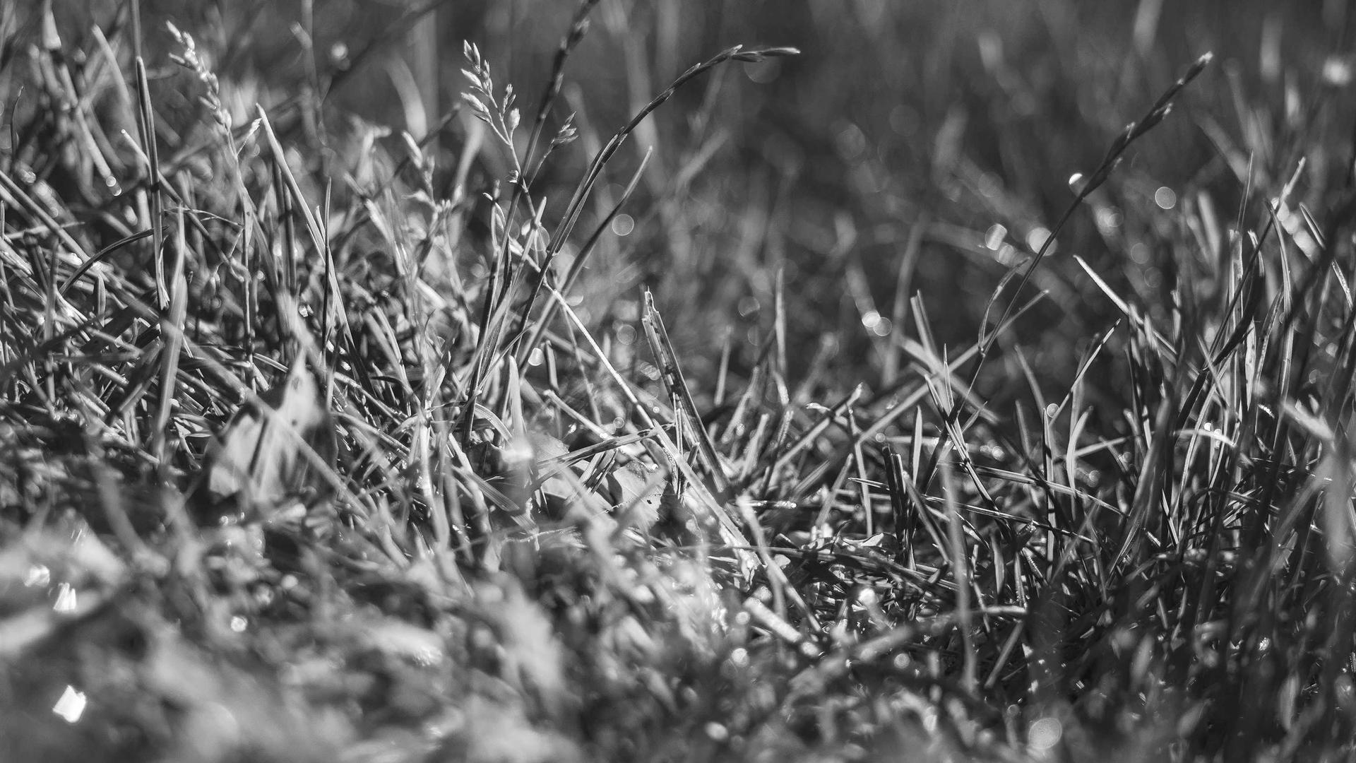 Random image from Lorem Picsum